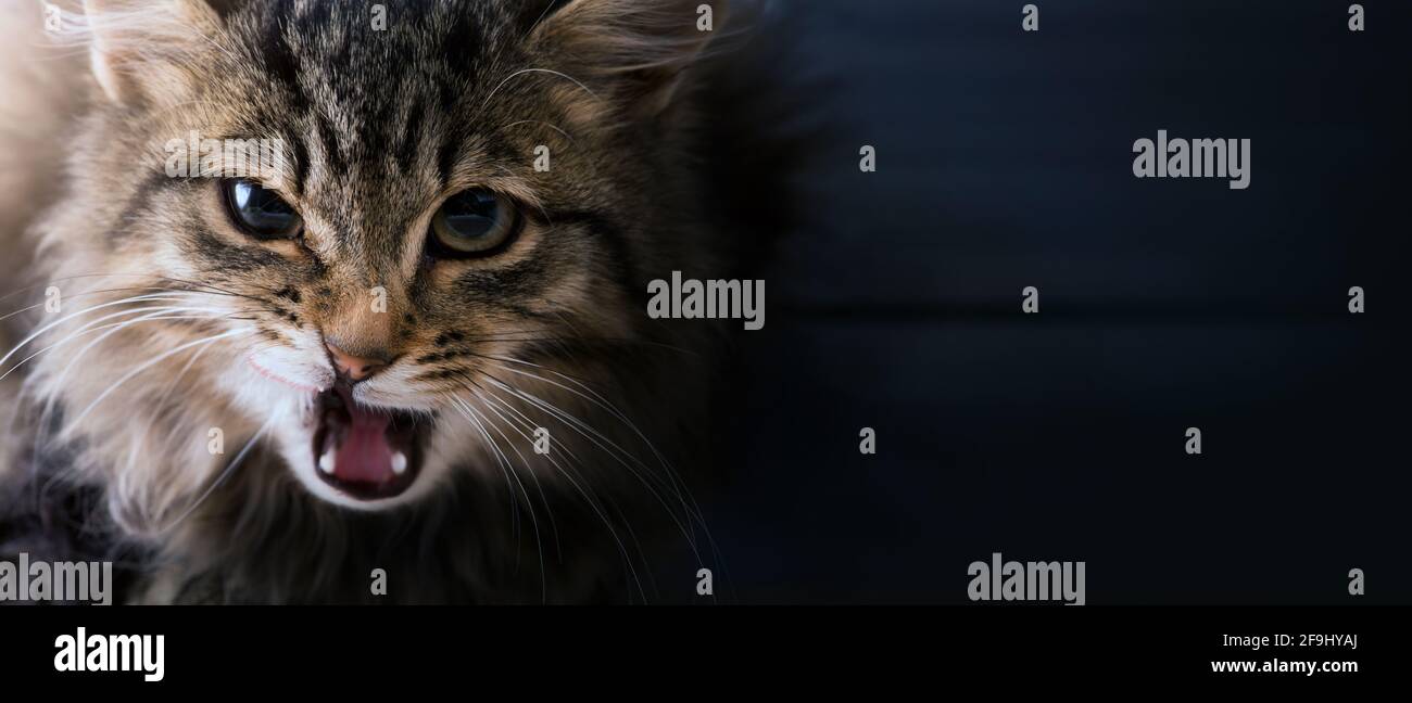 Se méprend avec les chats; chat gris effrayé et surpris sur fond sombre Banque D'Images