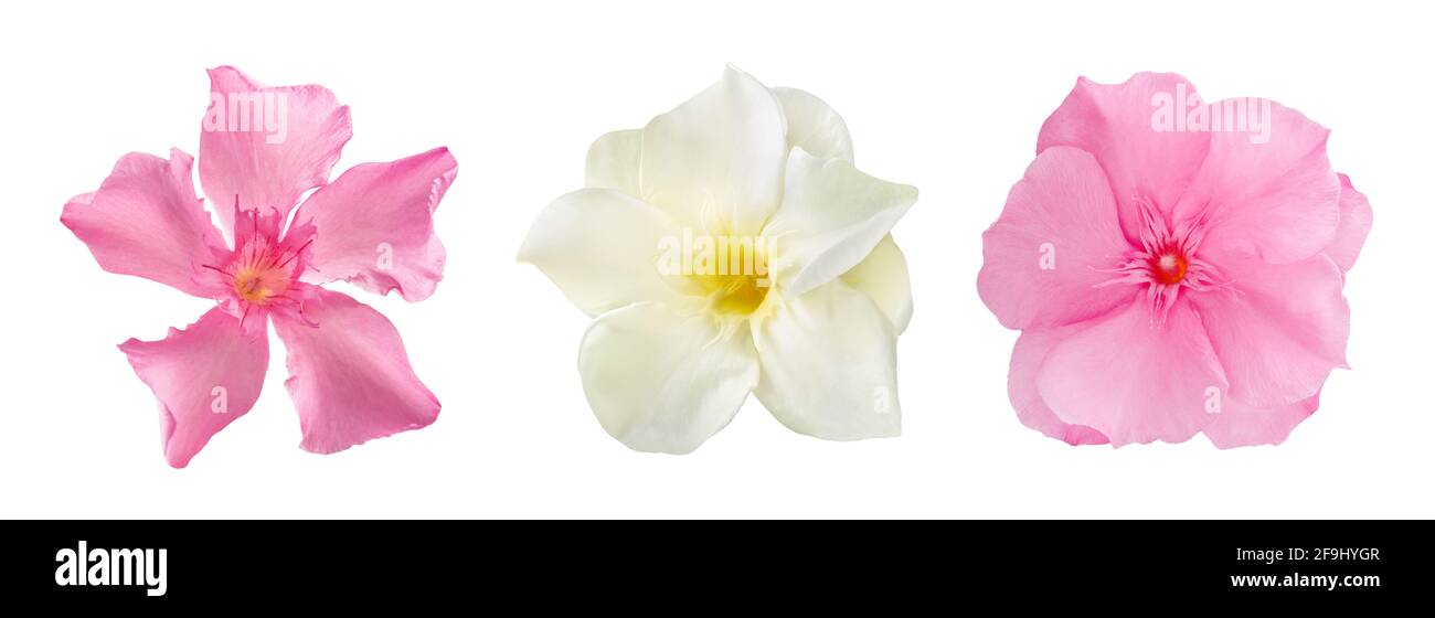 Les têtes de fleurs d'oléander sont isolées sur fond blanc Banque D'Images Les têtes de fleurs d'oléander sont isolées sur fond blanc Banque D'Images