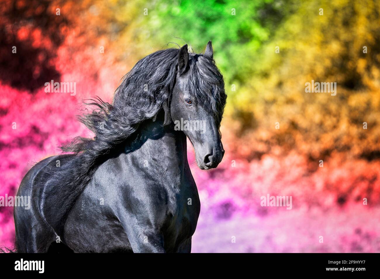 Cheval frison. L'étalon Gradus devant les couleurs de l'arc-en-ciel. Suisse Banque D'Images