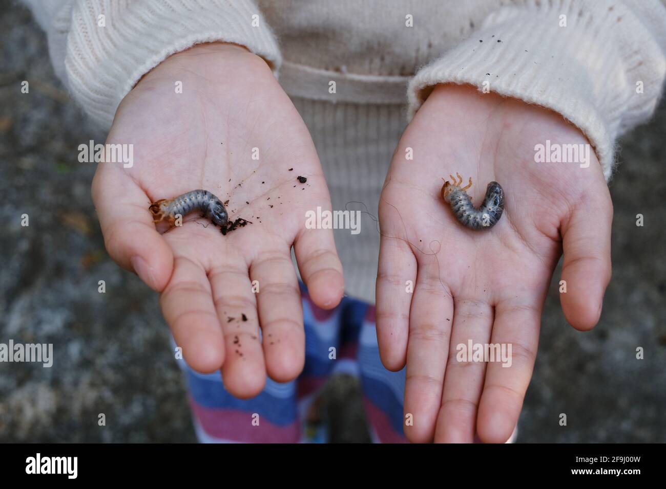 Une jeune fille montre les larves de dendroctone du rhinocéros dans ses mains après les avoir creusant du sol dans un jardin, en se préparant à les élever dans la betterave adulte Banque D'Images