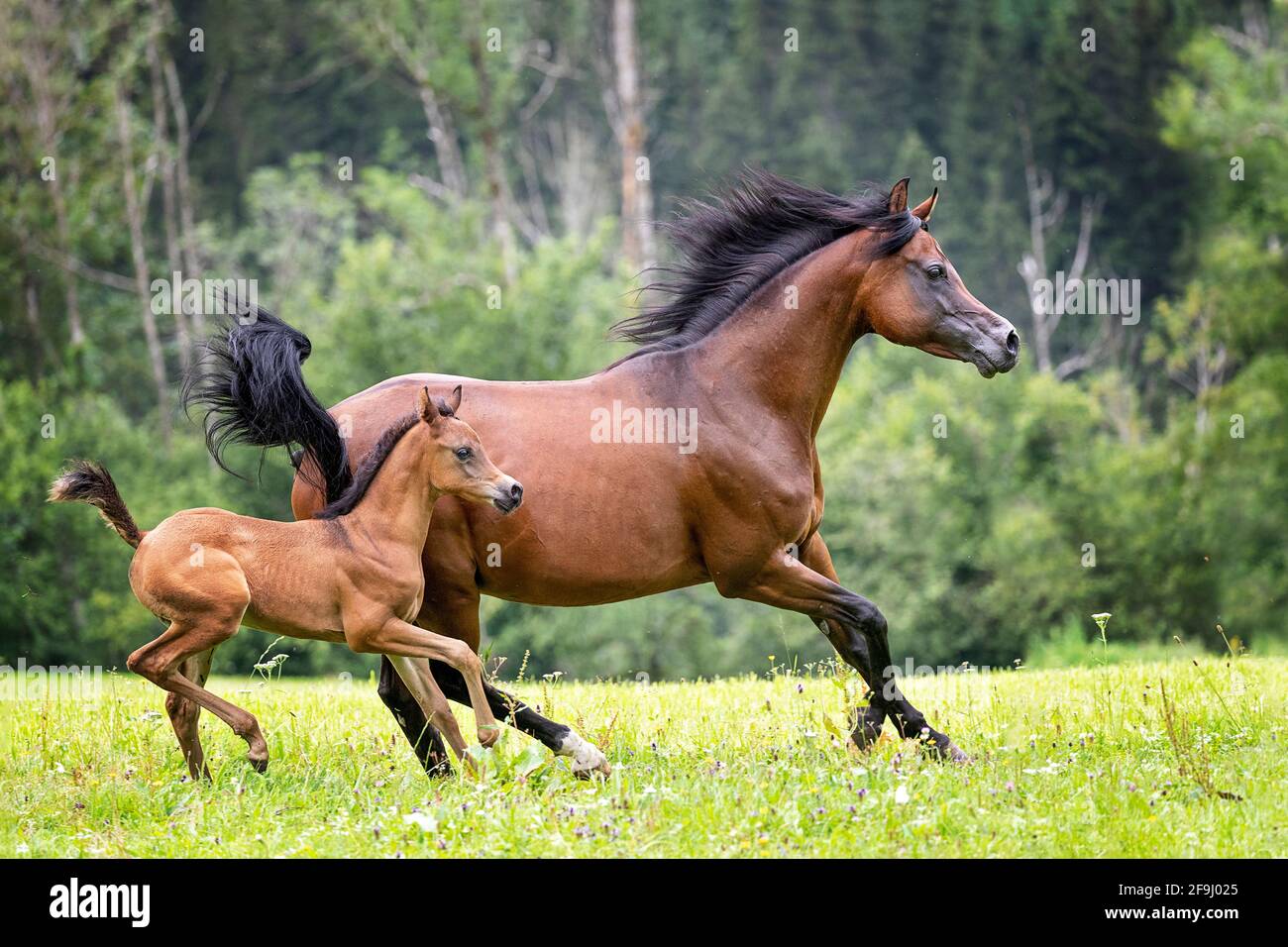 Cheval arabe de race pure. Jument de baie avec gallotage de foal de baie sur un pâturage. Autriche Banque D'Images