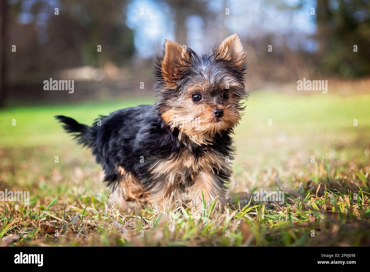 Yorkshire Terrier. Chiot marchant sur un pré. Allemagne Banque D'Images