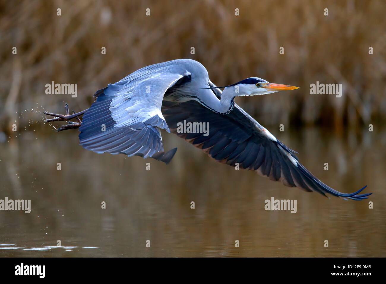 Héron gris (Ardea cinera). Adulte en vol au-dessus de l'eau. Allemagne Banque D'Images