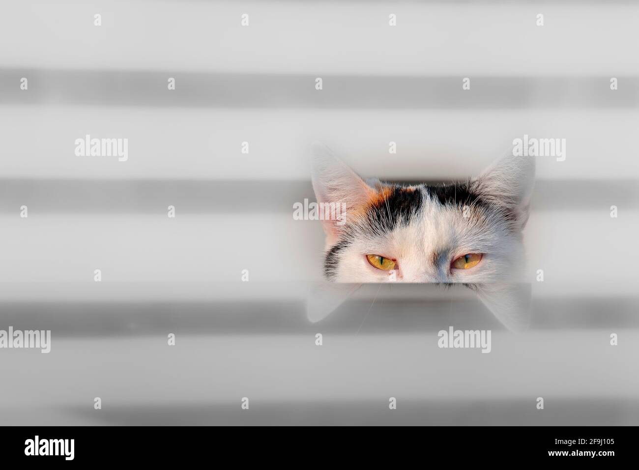 Un chat de maison donne sur une table de jardin. Allemagne. Banque D'Images