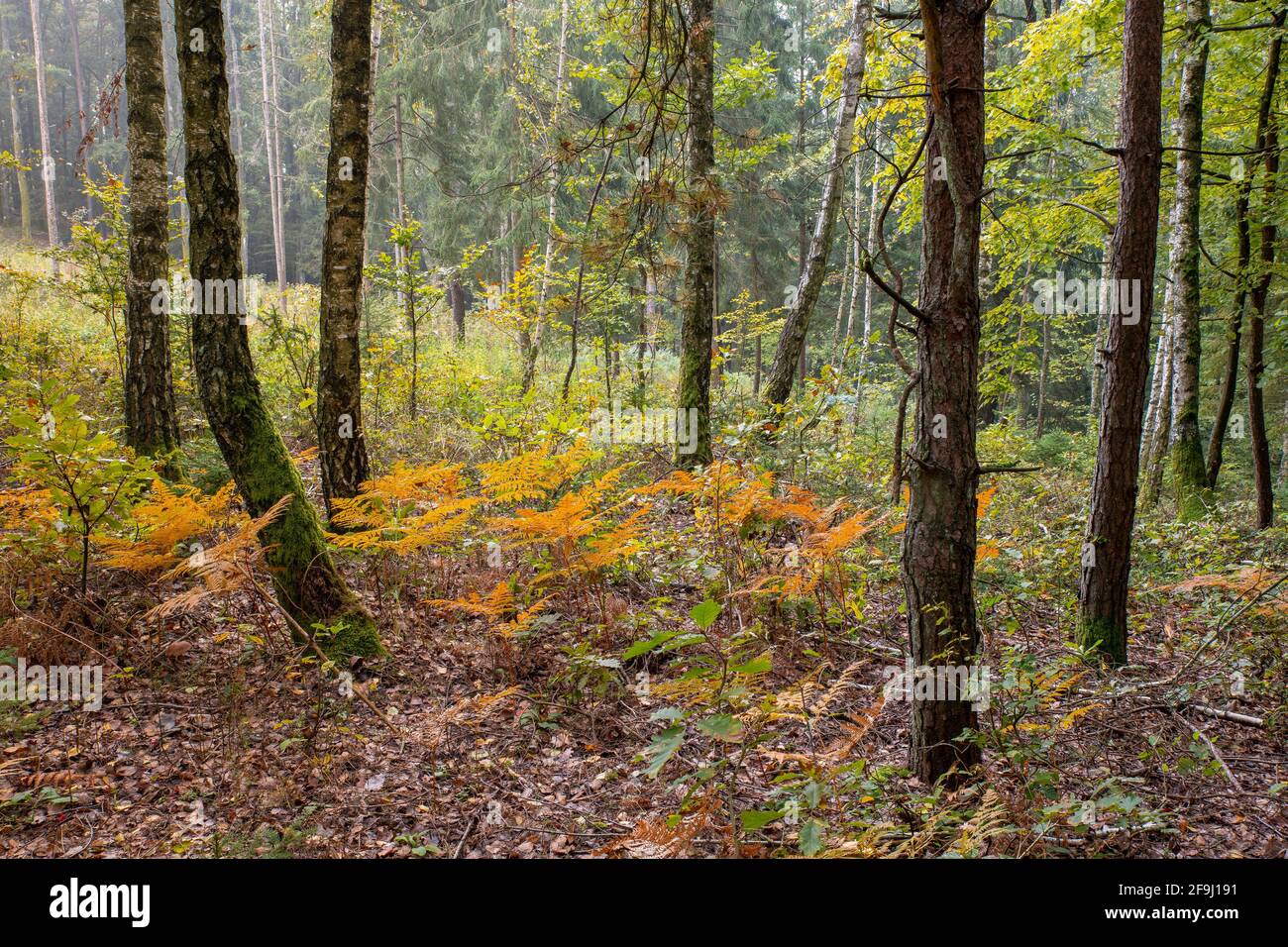 Forêt mixte en automne. Burgenland, Autriche Banque D'Images