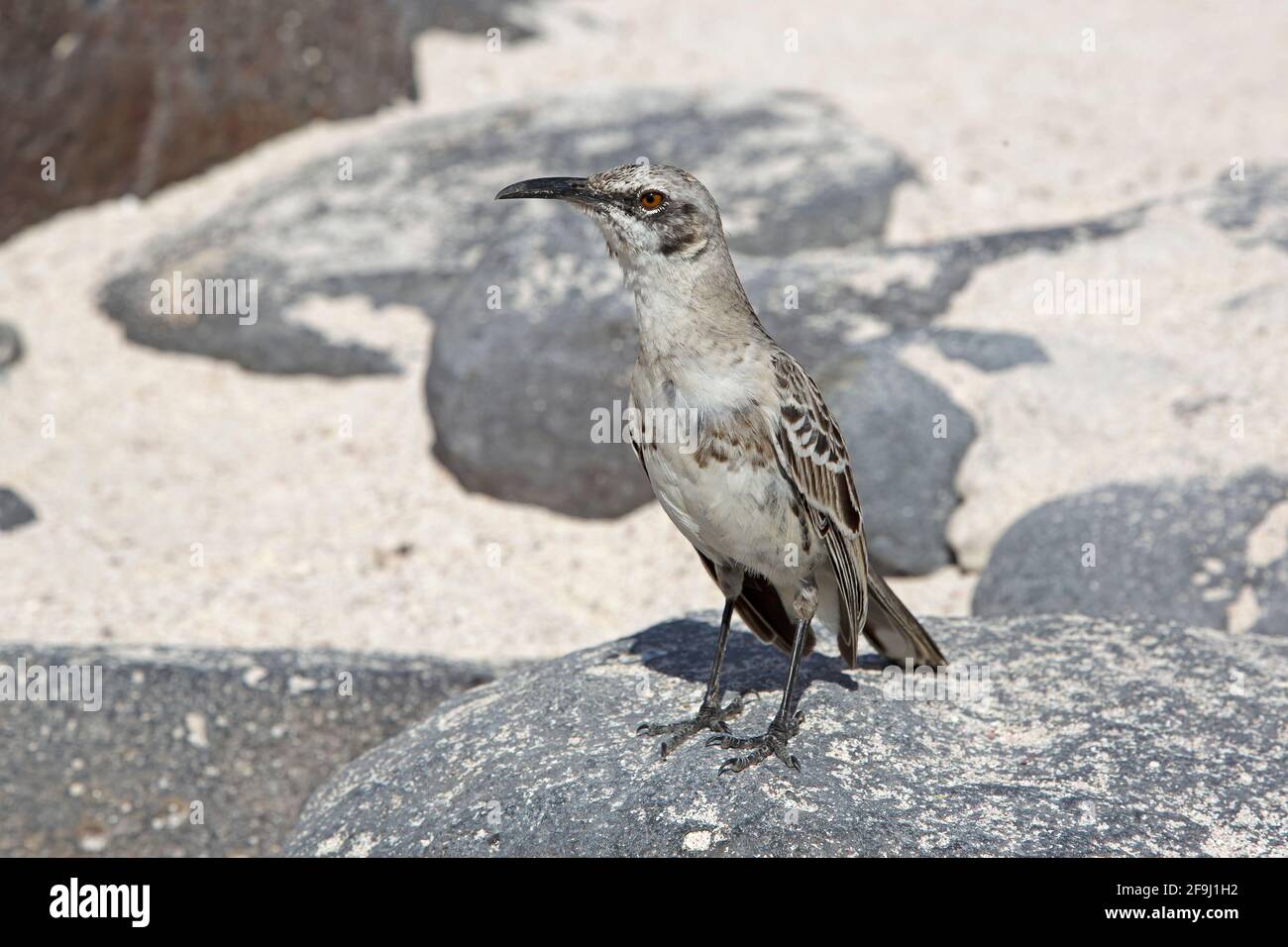 Espanola mockingbird, Esapnola, Galapagose, novembre 2013 Banque D'Images