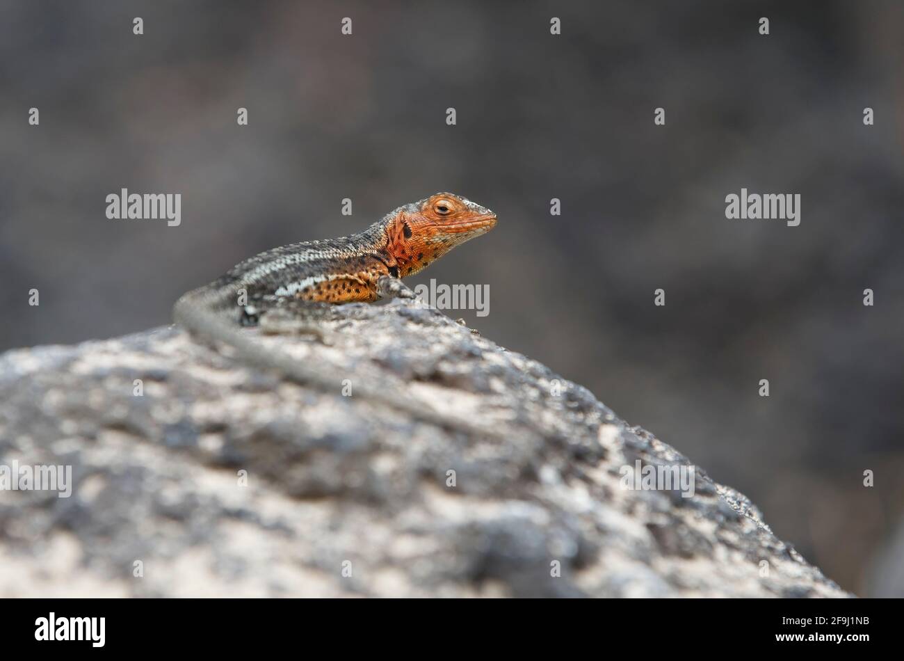 Galapagos Lava Lizard, Puerto Ayora, Santa Cruz, Galapagos, novembre 2014 Banque D'Images