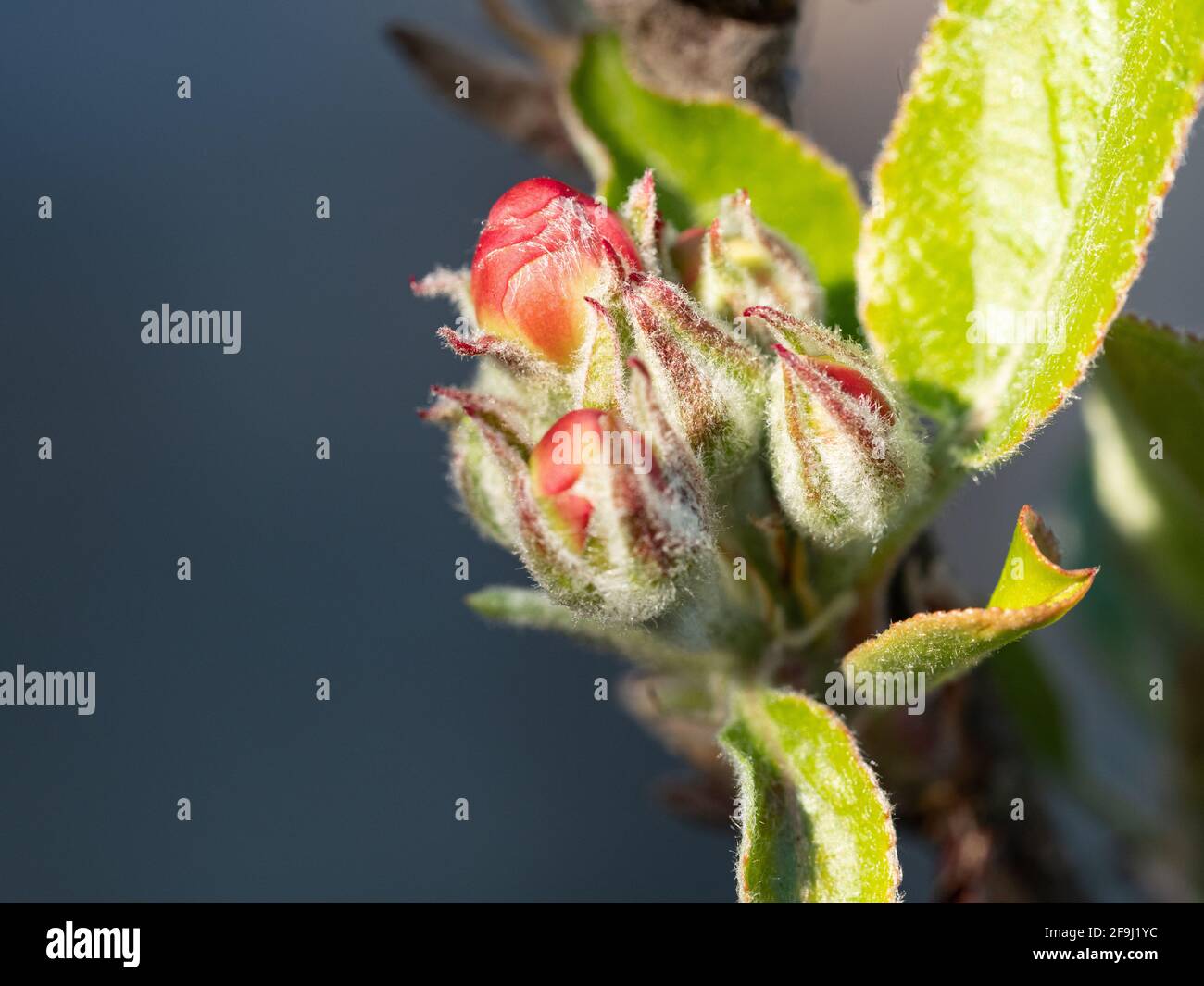 James Greaves et boutons de fleurs de pommes Katy Banque D'Images