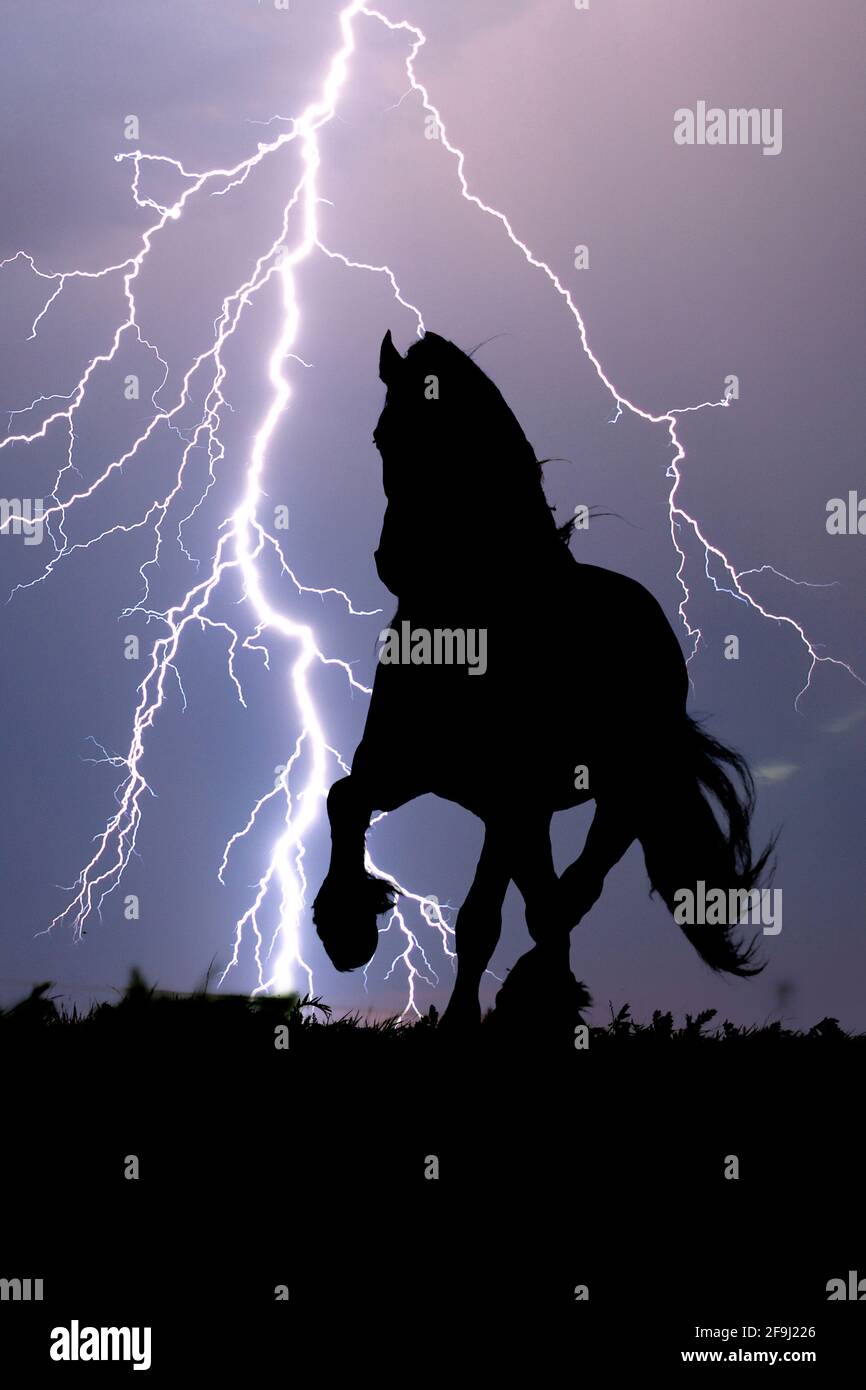 Cheval frison. Traque de l'étalon noir pendant un orage. Allemagne Banque D'Images