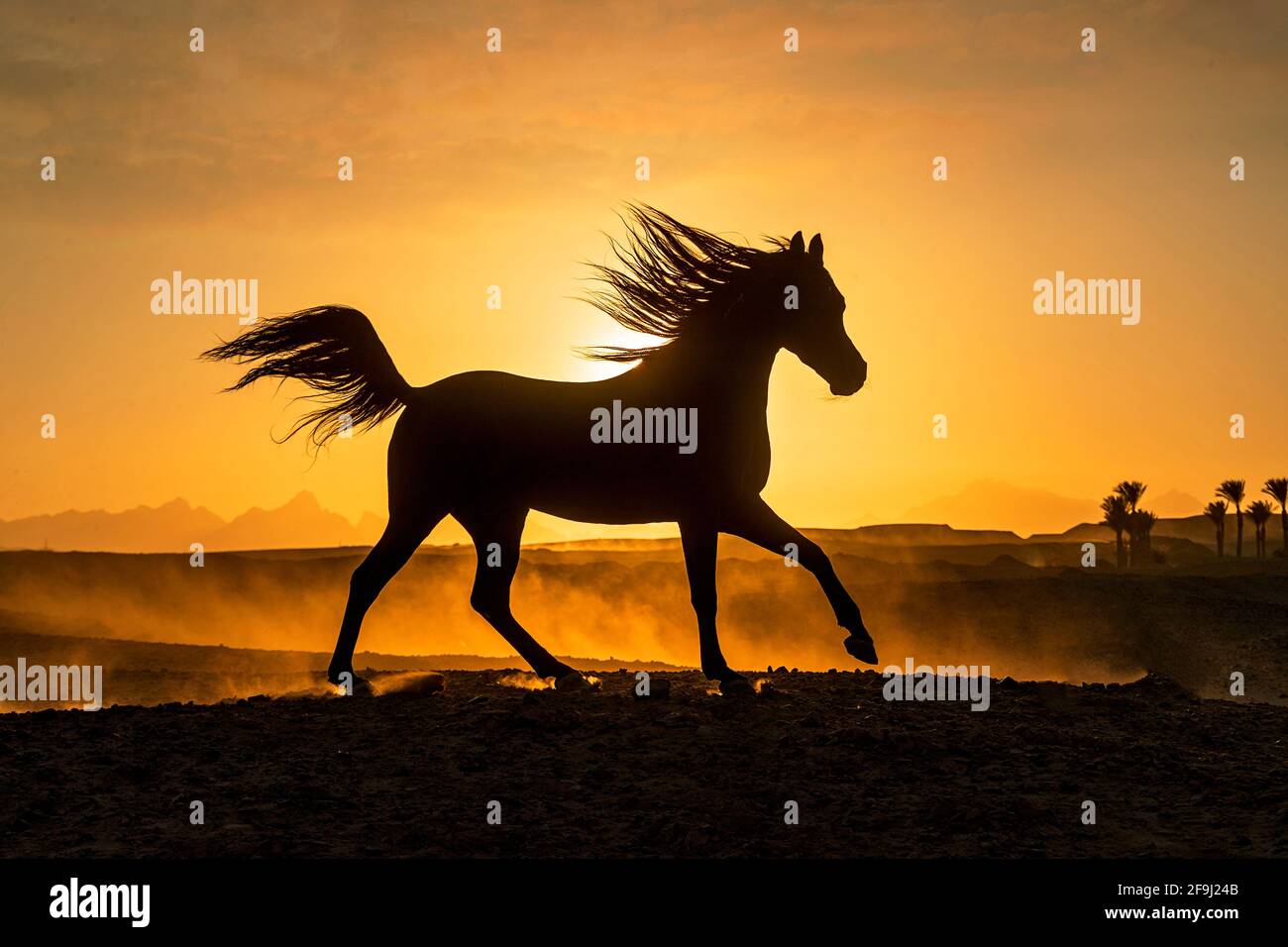 Cheval arabe. L'étalon noir galopant dans le désert au coucher du soleil, silhoueté contre le ciel de la soirée. Égypte Banque D'Images