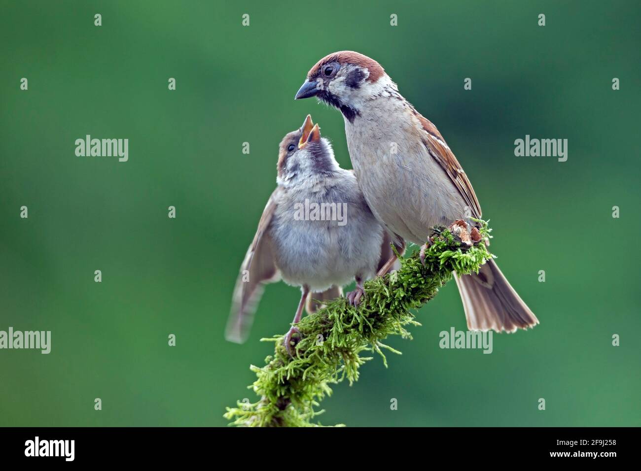 Bruant d'arbre (Passer montanus). Parent avec mendiant jeune. Allemagne Banque D'Images