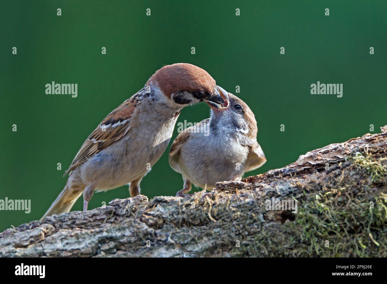 Bruant d'arbre (Passer montanus). Parents qui allaitent jeune. Allemagne Banque D'Images