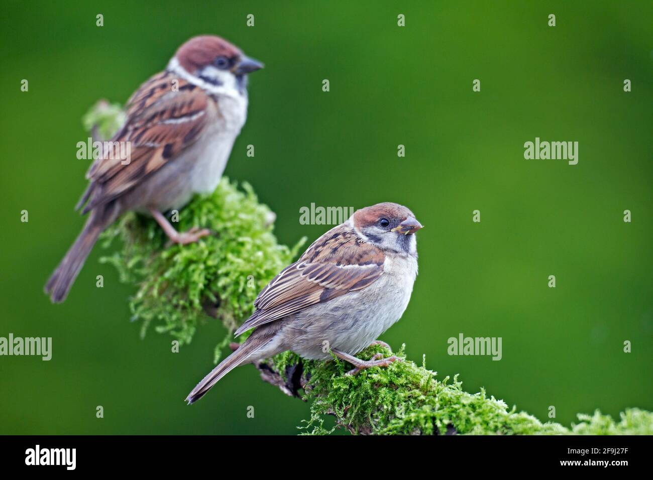 Bruant d'arbre (Passer montanus). Adulte et juvénile perchés sur une branche de mousse. Allemagne Banque D'Images