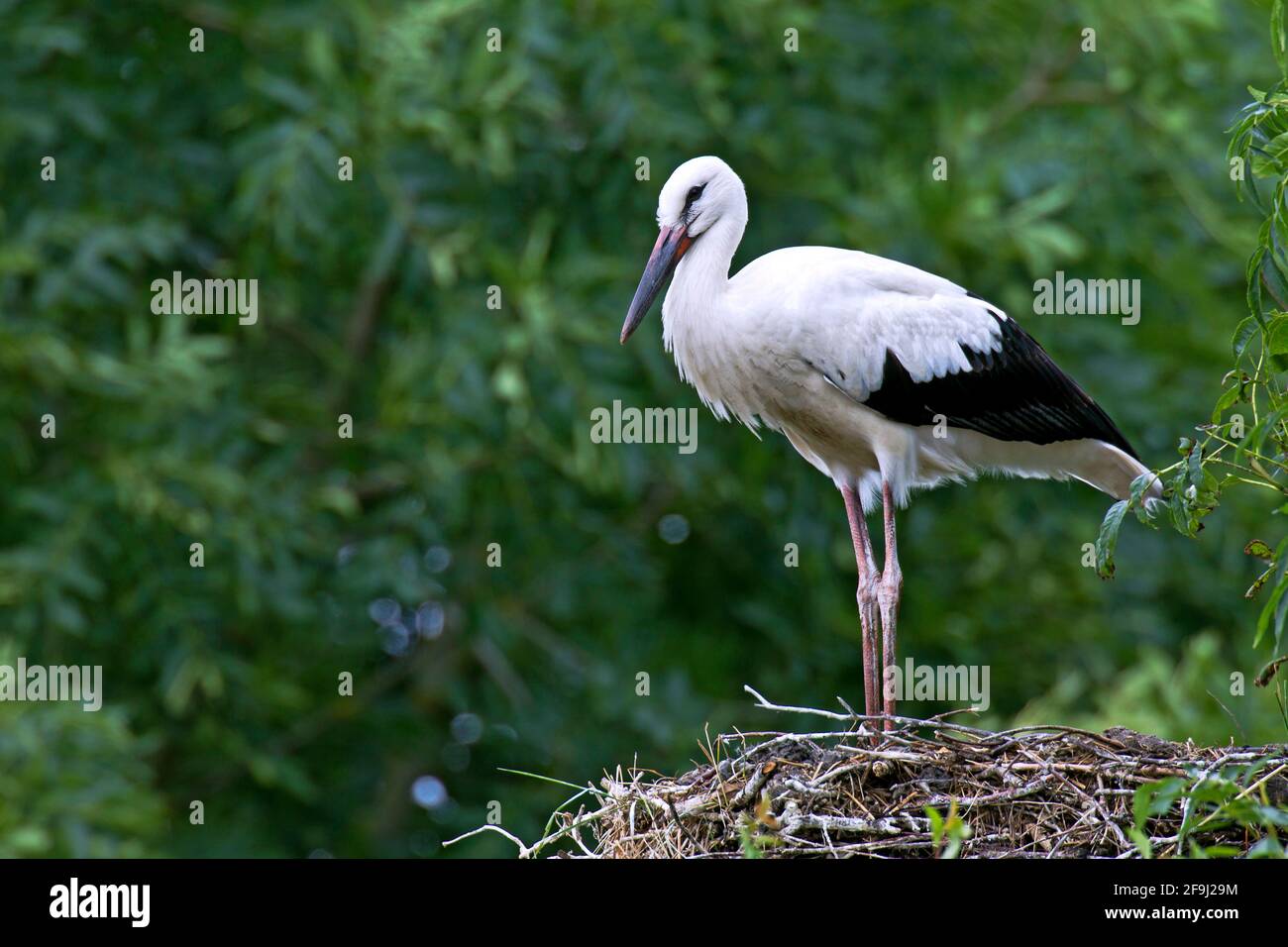 Porc blanc (Ciconia ciconia). Jeune debout sur le nid. Allemagne Banque D'Images