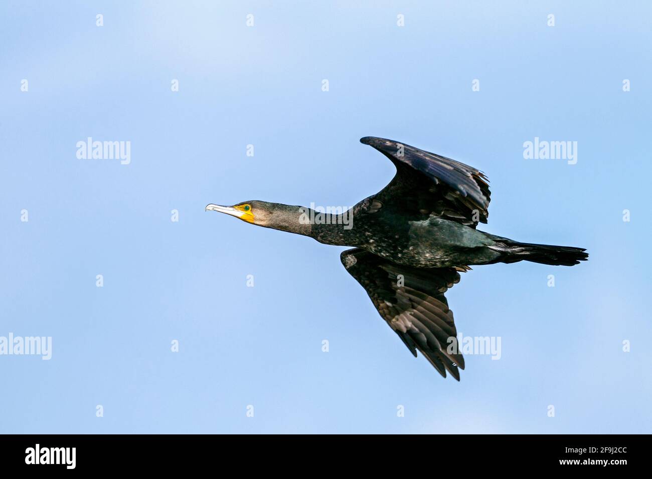 Grand Cormorant (Phalacrocorax carbo) dans le plumage non reproductif en vol. Allemagne Banque D'Images