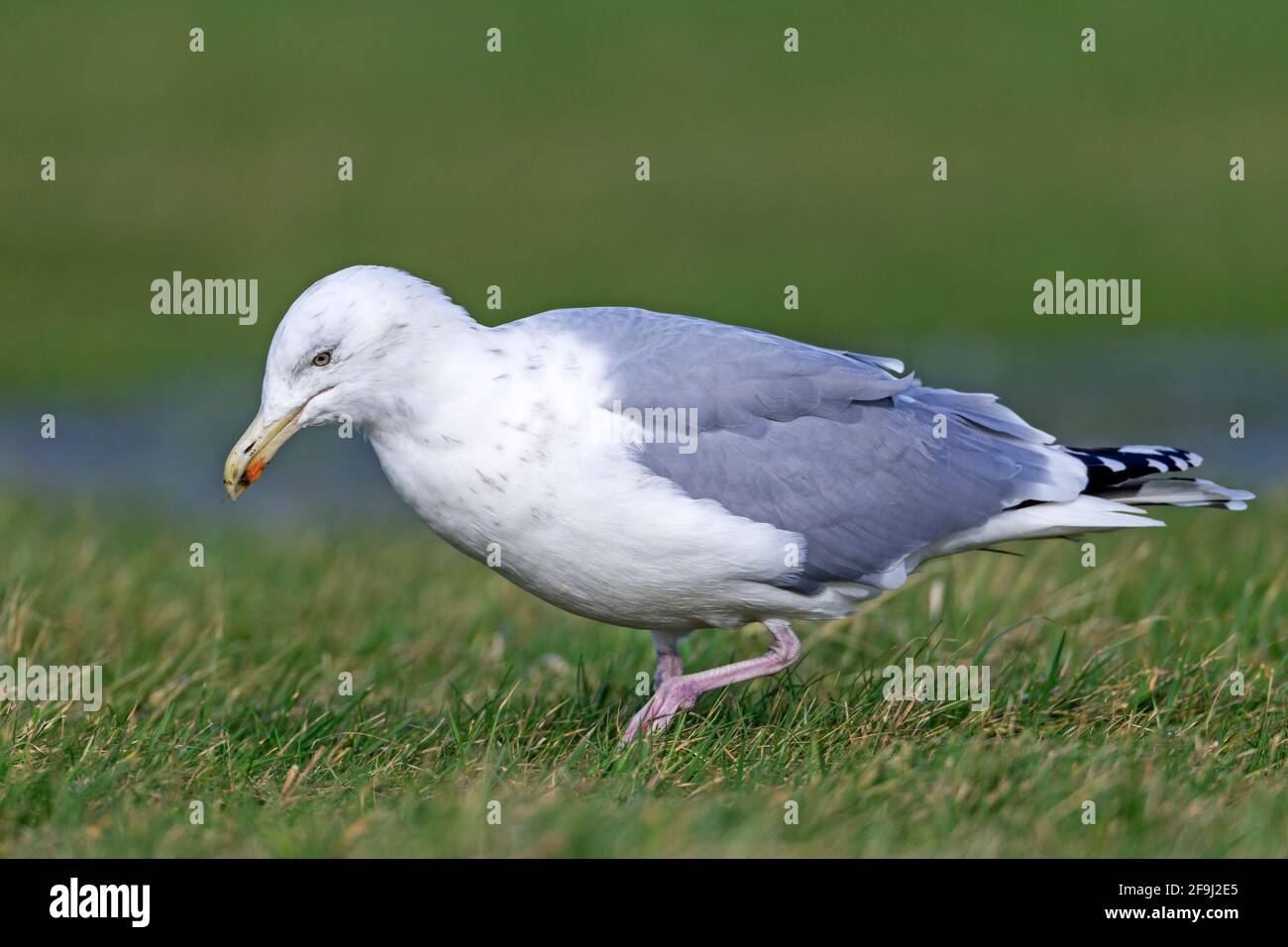 Le Goéland argenté européen (Larus argentatus) piétinant le sol, le plus susceptible de tromper les vers pour ramper plus près de la surface du sol. Allemagne Banque D'Images