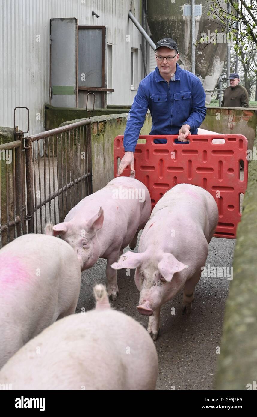 19 avril 2021, Brandebourg, Letschin: Karsten Ilse, agriculteur, conduit ses derniers porcs d'engraissement de la grange à un point de chargement tôt dans la matinée. En raison de la situation problématique pour les éleveurs de porcs dans les zones de restriction de la PPA, l'agriculteur Karsten Ilse a cédé après 24 ans son élevage de porcs d'engraissement. Ce matin, Ilse, l'un des rares éleveurs de porcs du district de Märkisch-Oderland, a chargé ses 36 derniers porcs d'engraissement et les a envoyés lors de leur dernier voyage à Kellinghusen. L'abattoir du Schleswig-Holstein est le seul à pouvoir abattre des porcs domestiques dans les zones de restriction de l'AEP. TH Banque D'Images