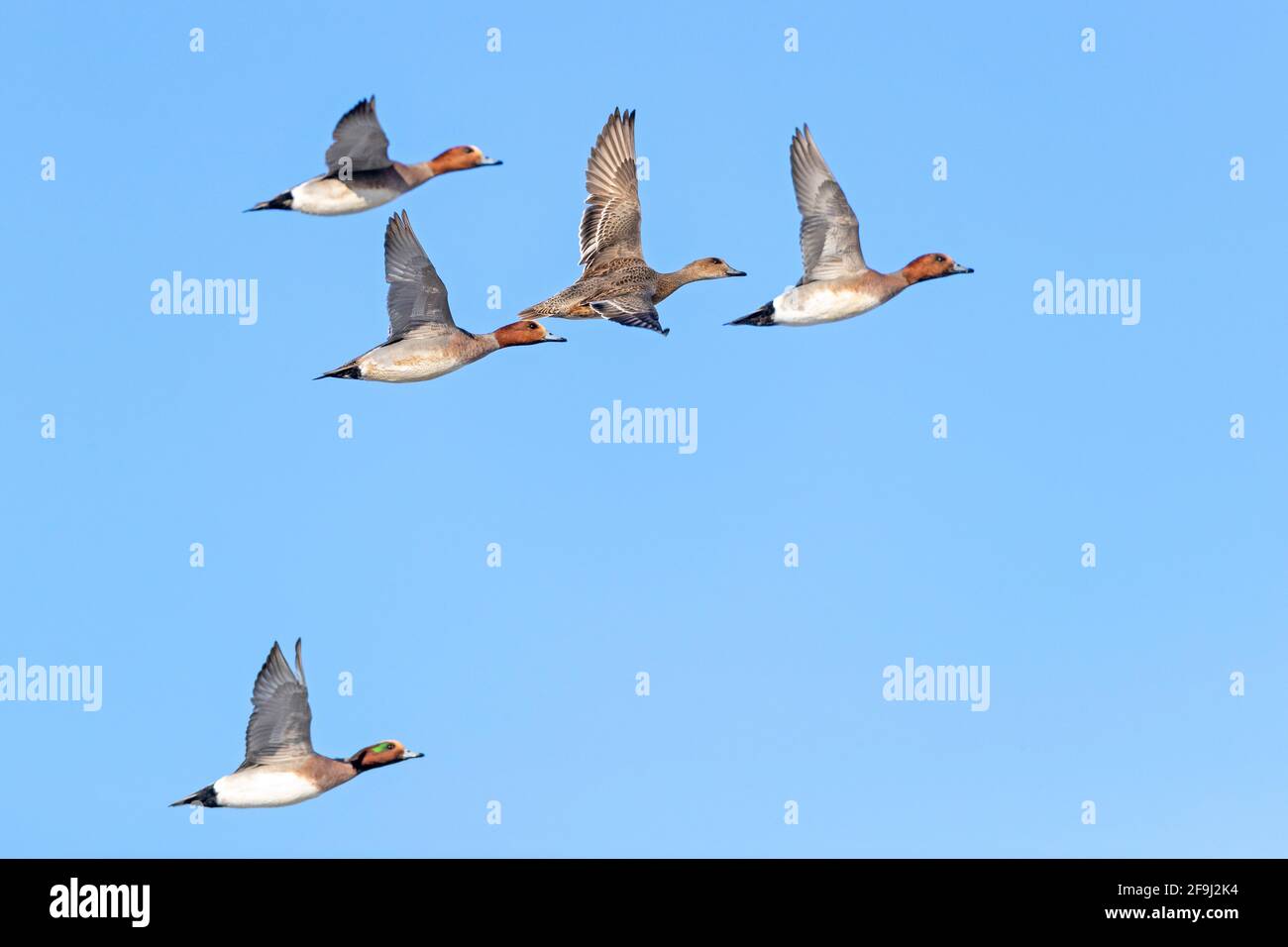 Wigeon eurasien (Anas penelope). Groupe en vol. Allemagne Banque D'Images