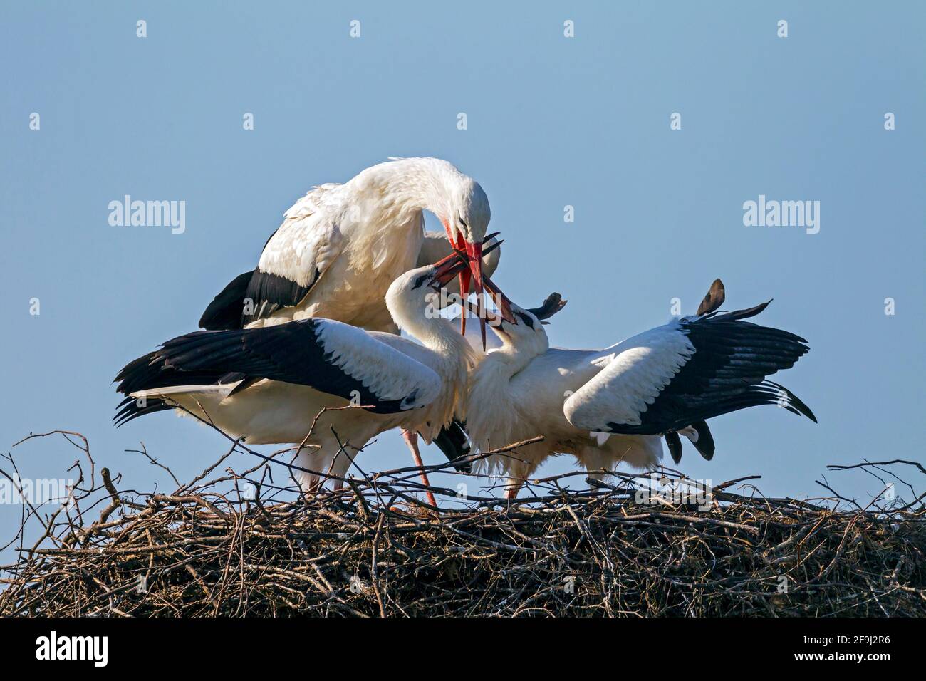 Porc blanc européen (Ciconia ciconia). La nourriture de disgorging d'oiseau de parent pour les poussins dans le nid. Allemagne Banque D'Images