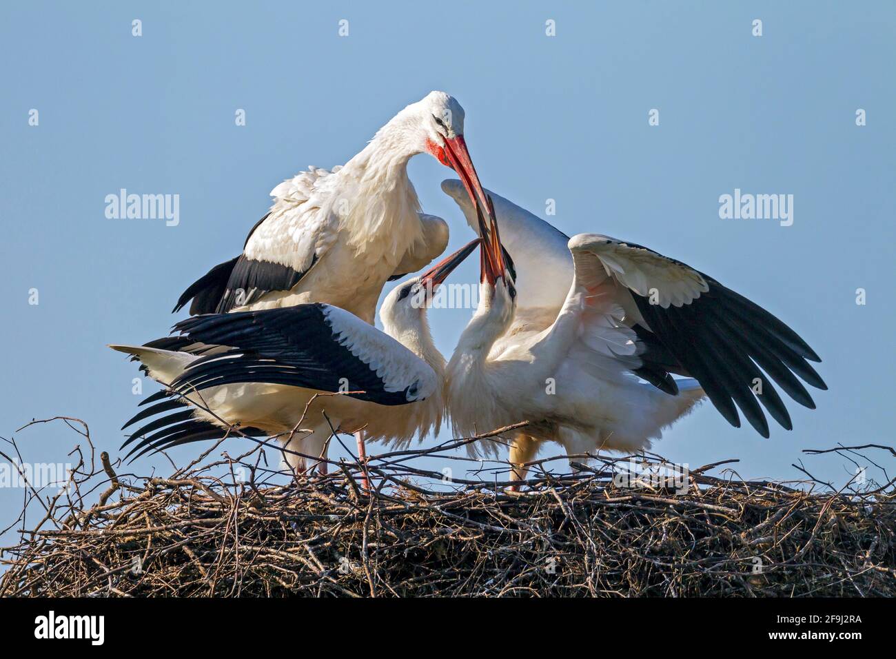 Porc blanc européen (Ciconia ciconia). La nourriture de disgorging d'oiseau de parent pour les poussins dans le nid. Allemagne Banque D'Images