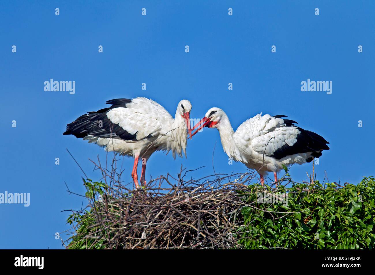 Porc blanc européen (Ciconia ciconia). Le coupé courrant sur le nid. Allemagne Banque D'Images