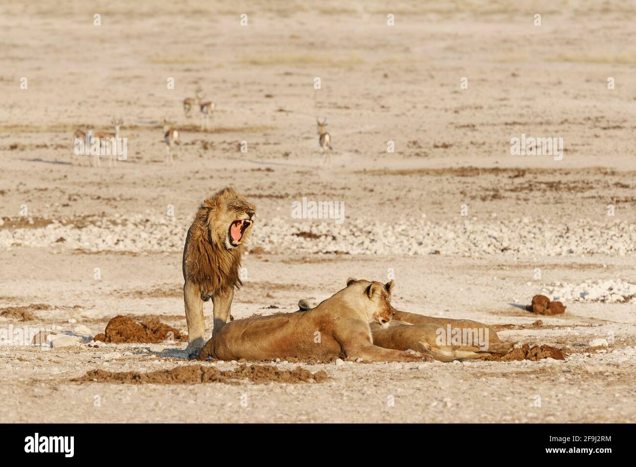 Lion africain (Panthera Leo) fierté d'un trou d'eau. Parc national d'Etosha, Namibie, Afrique Banque D'Images
