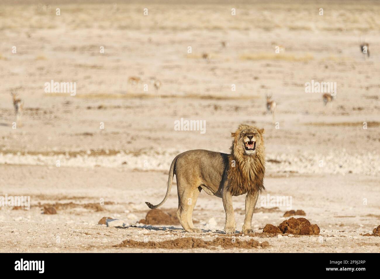 Lion africain (Panthera Leo) roar. Parc national d'Etosha, Namibie, Afrique Banque D'Images