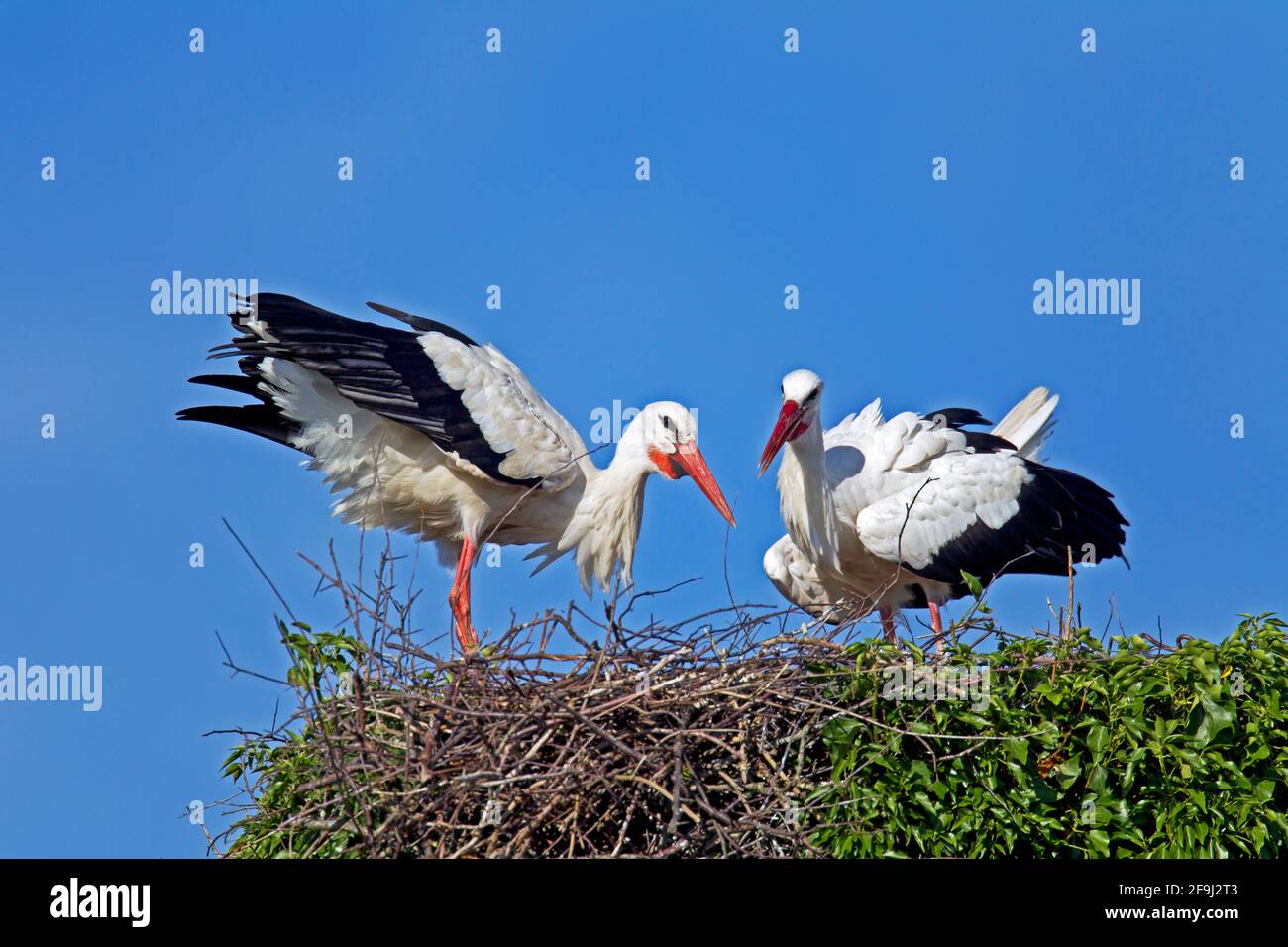 Porc blanc européen (Ciconia ciconia). Le coupé courrant sur le nid. Allemagne Banque D'Images