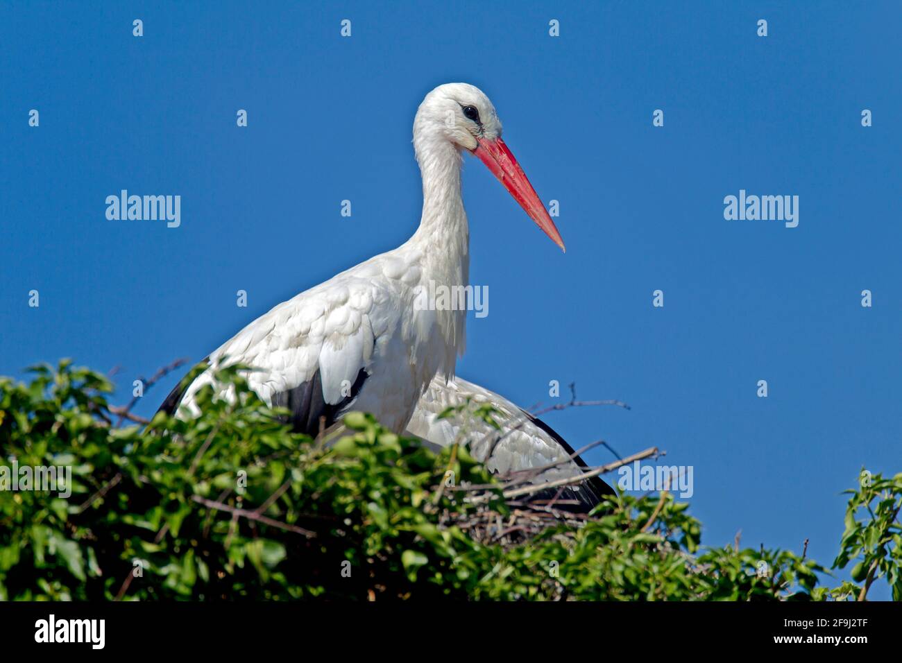 Porc blanc européen (Ciconia ciconia). Adulte debout sur son nid. Allemagne Banque D'Images
