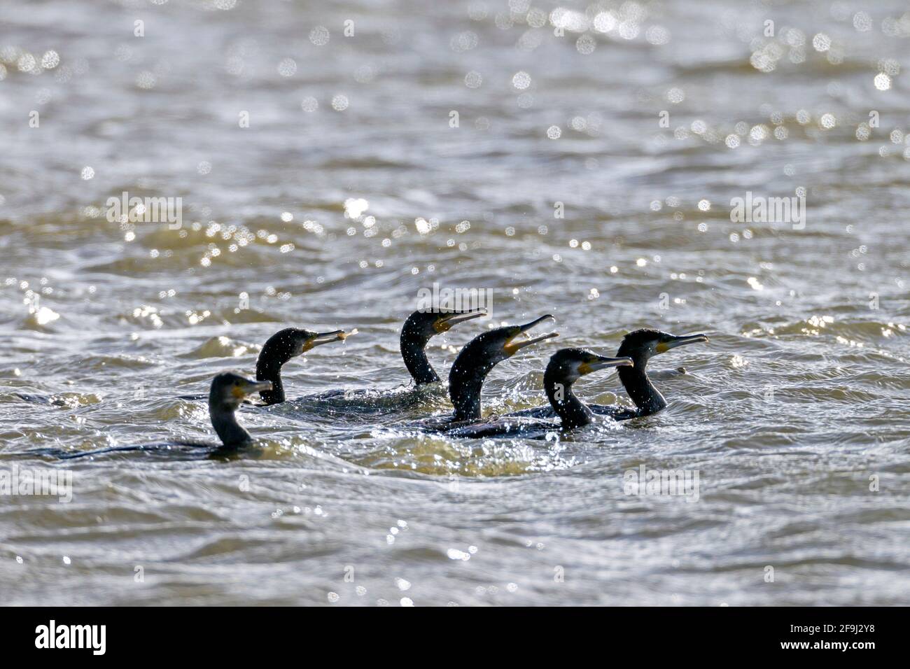 Grand Cormorant (Phalacrocorax carbo). Crevettes de chasse de groupe. Danemark Banque D'Images
