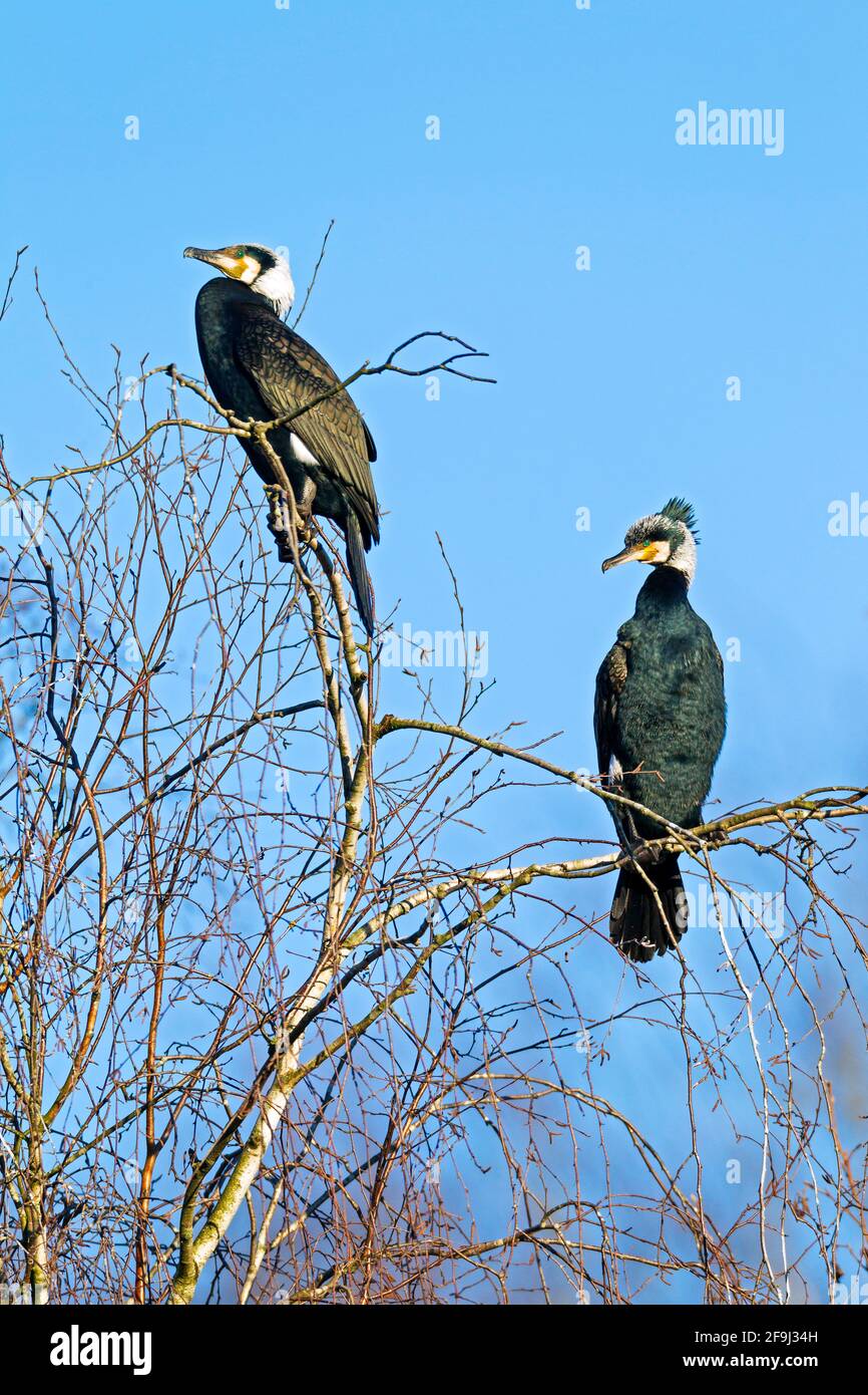 Grand Cormorant (Phalacrocorax carbo). Deux adultes dans le plumage reproductrice perchés dans un arbre. Allemagne Banque D'Images