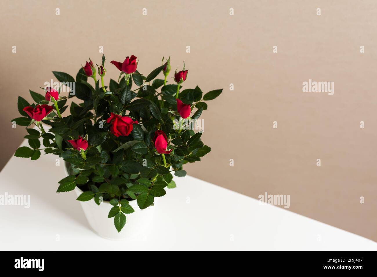 Rose rouge dans un pot sur fond gris-blanc. Un beau cadeau pour un anniversaire, la Saint-Valentin. Plante intérieure dans une casserole en métal blanc. Vue de dessus de TH Banque D'Images