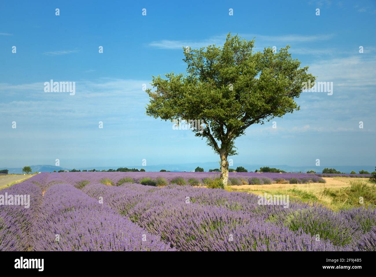 Champ de lavande et champ de blé sur le plateau de Valensole Alpes-de-haute-Provence Provence France Banque D'Images