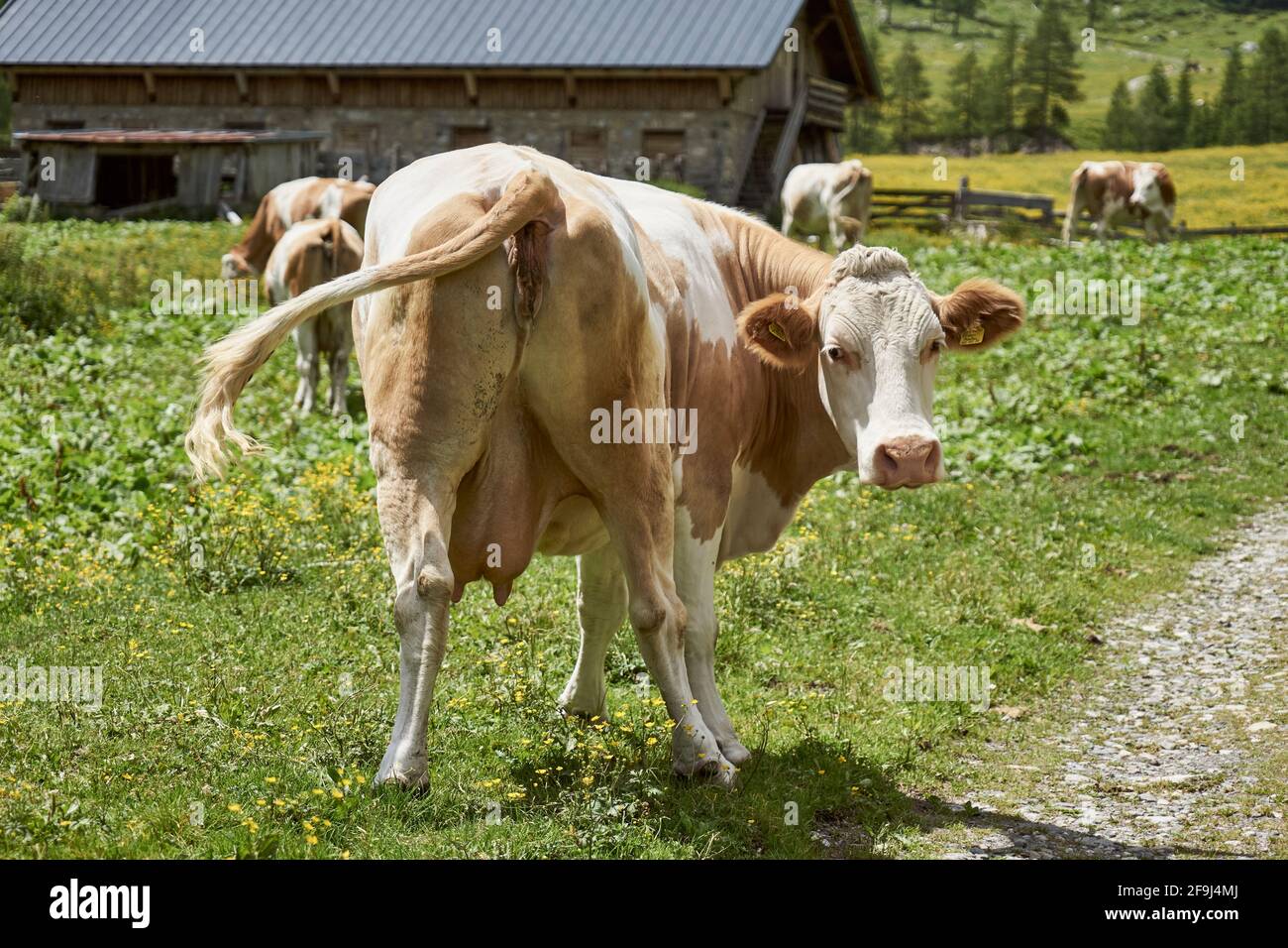 Ingridalm, Frohntal, Karnische Alpen, Kärnten, Österreich Banque D'Images