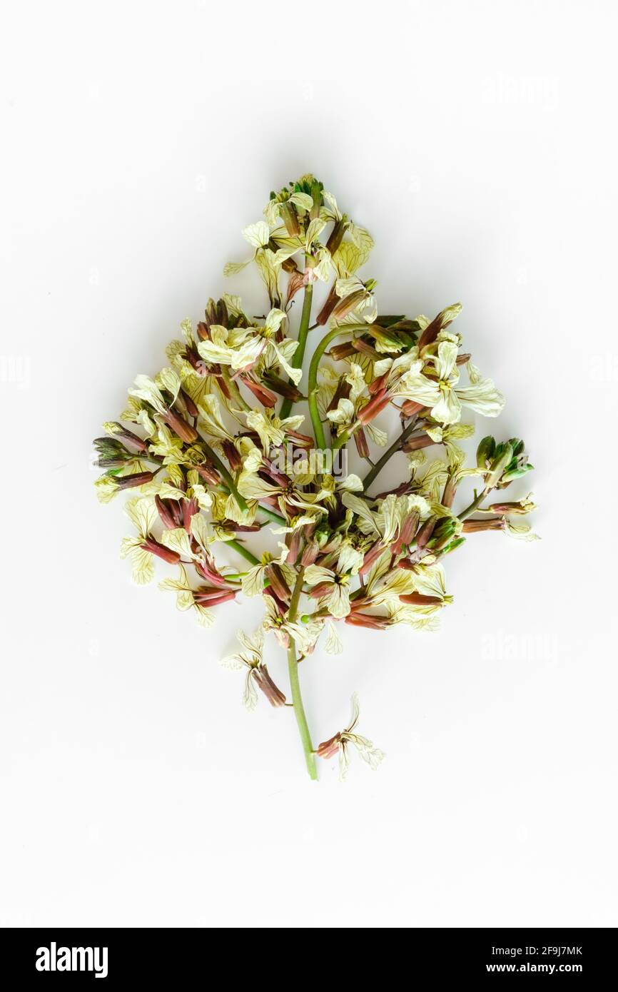 Vue de dessus à Eatable fleurs de rucola, eruca sativa. Fleurs d'arugula Banque D'Images