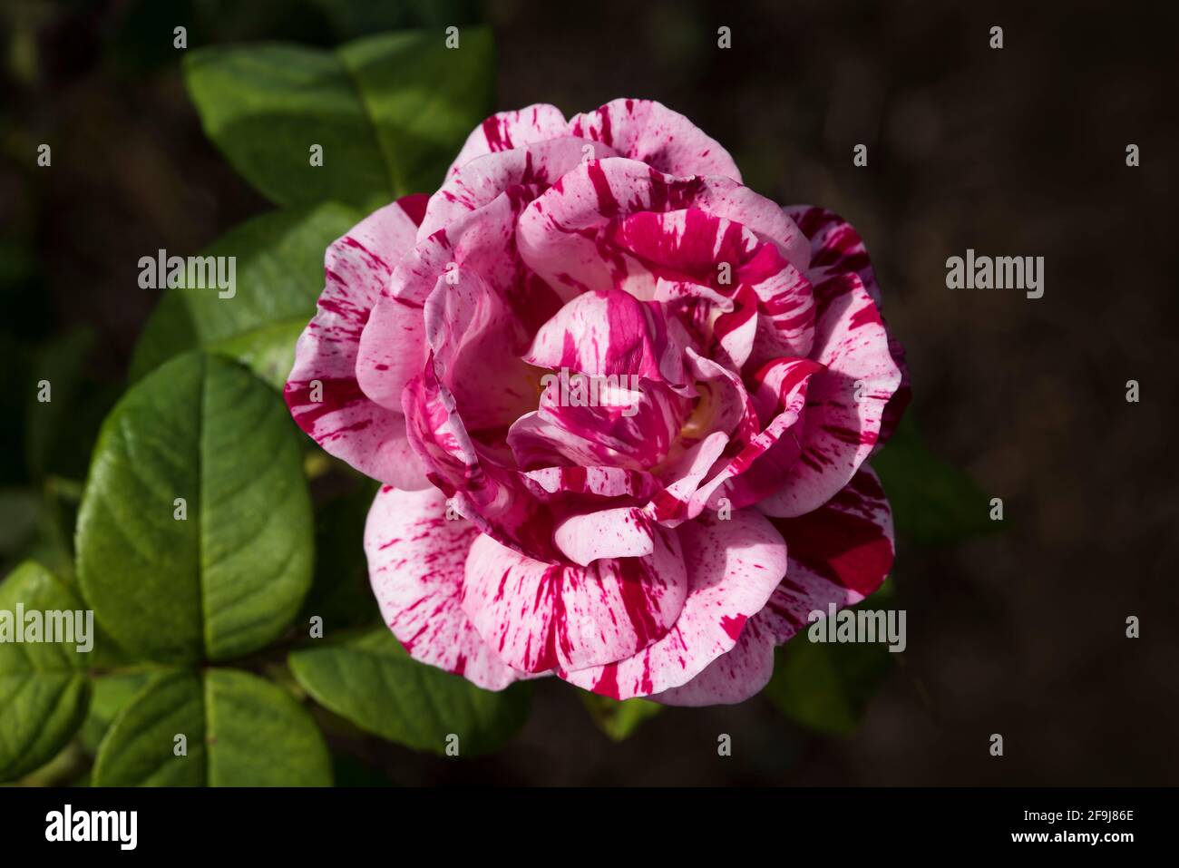 Gros plan d'une rose d'arlequin blanc et rouge Photo Stock - Alamy