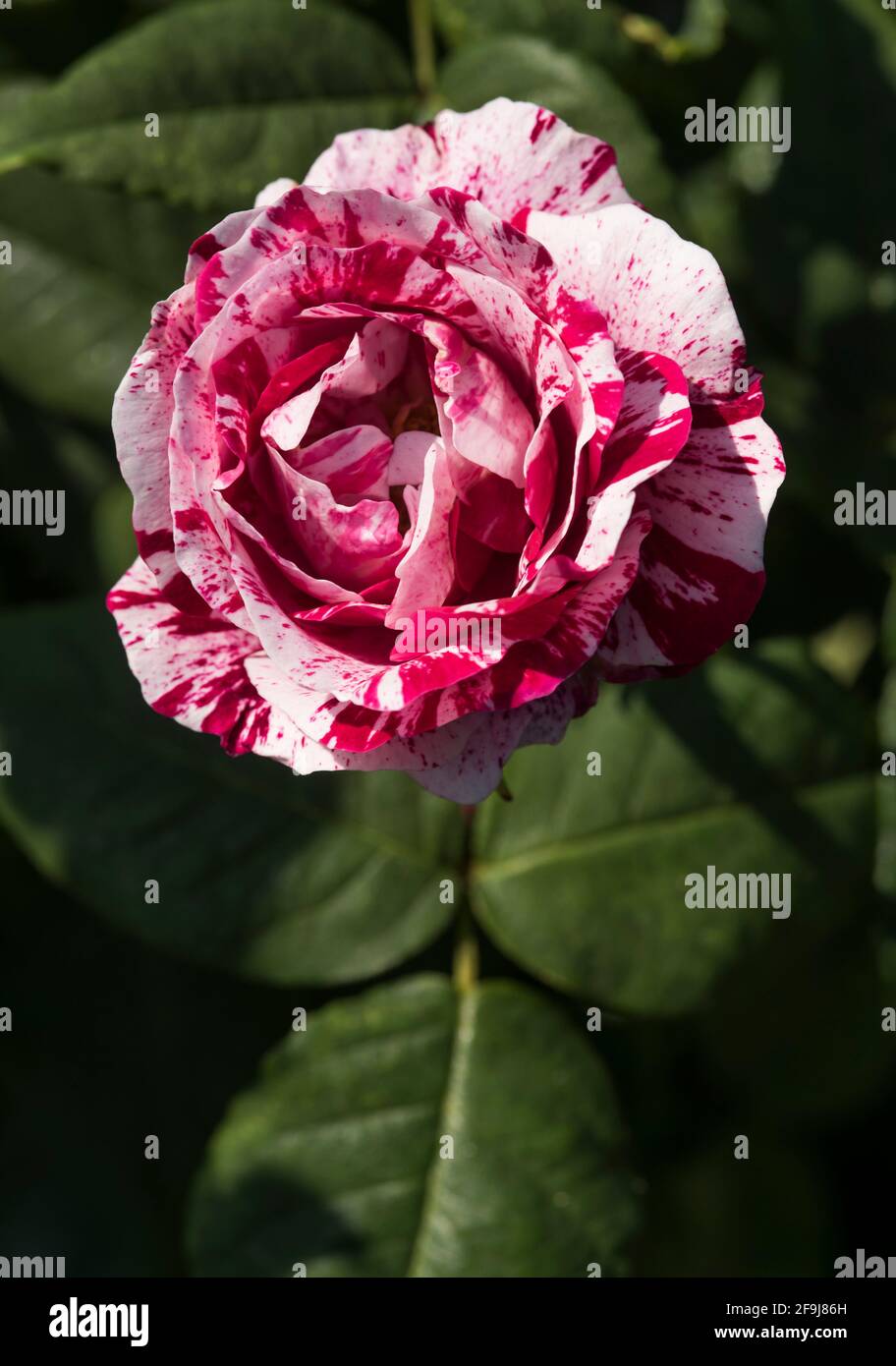 Gros plan d'une rose d'arlequin blanc et rouge Photo Stock - Alamy