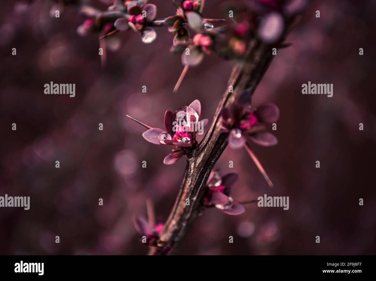 Berberis ottawensis Superba.dewdrops comme des diamants sur les bourgeons. Photo en couleur marsala. Banque D'Images