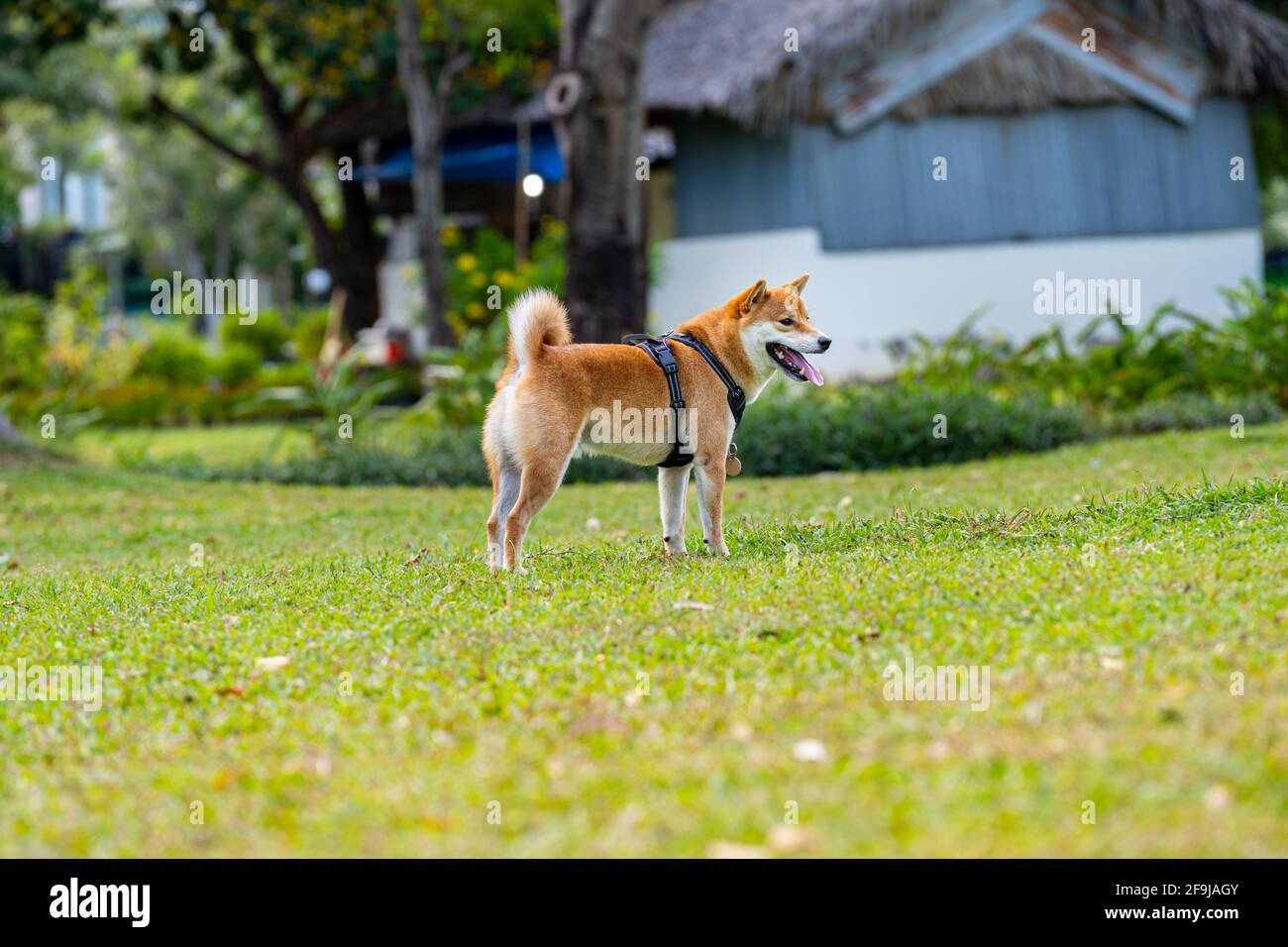 Photo SideView du chien Akita Inu debout sur pelouse Banque D'Images