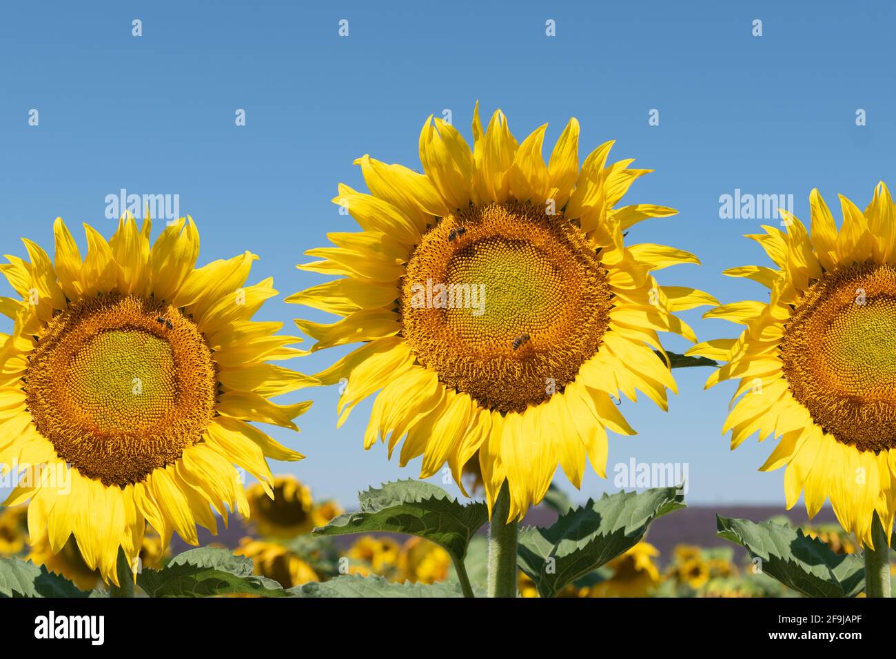 Tournesols dans le champ contre le ciel bleu. Gros plan. Banque D'Images