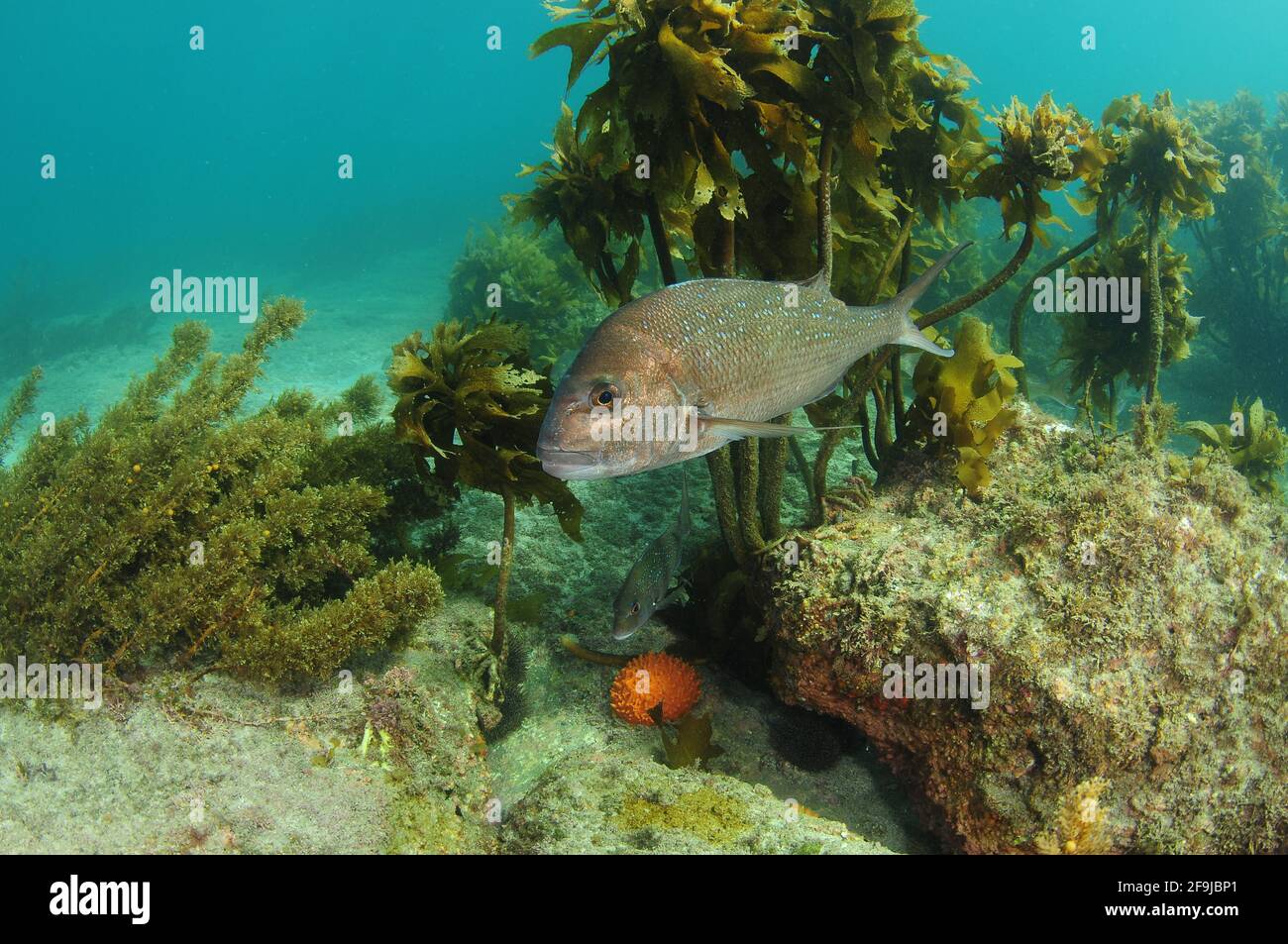 Vivaneau Australasien nageant au-dessus du récif rocheux avec varech brun et éponge de mamelon orange sur fond plat. Banque D'Images