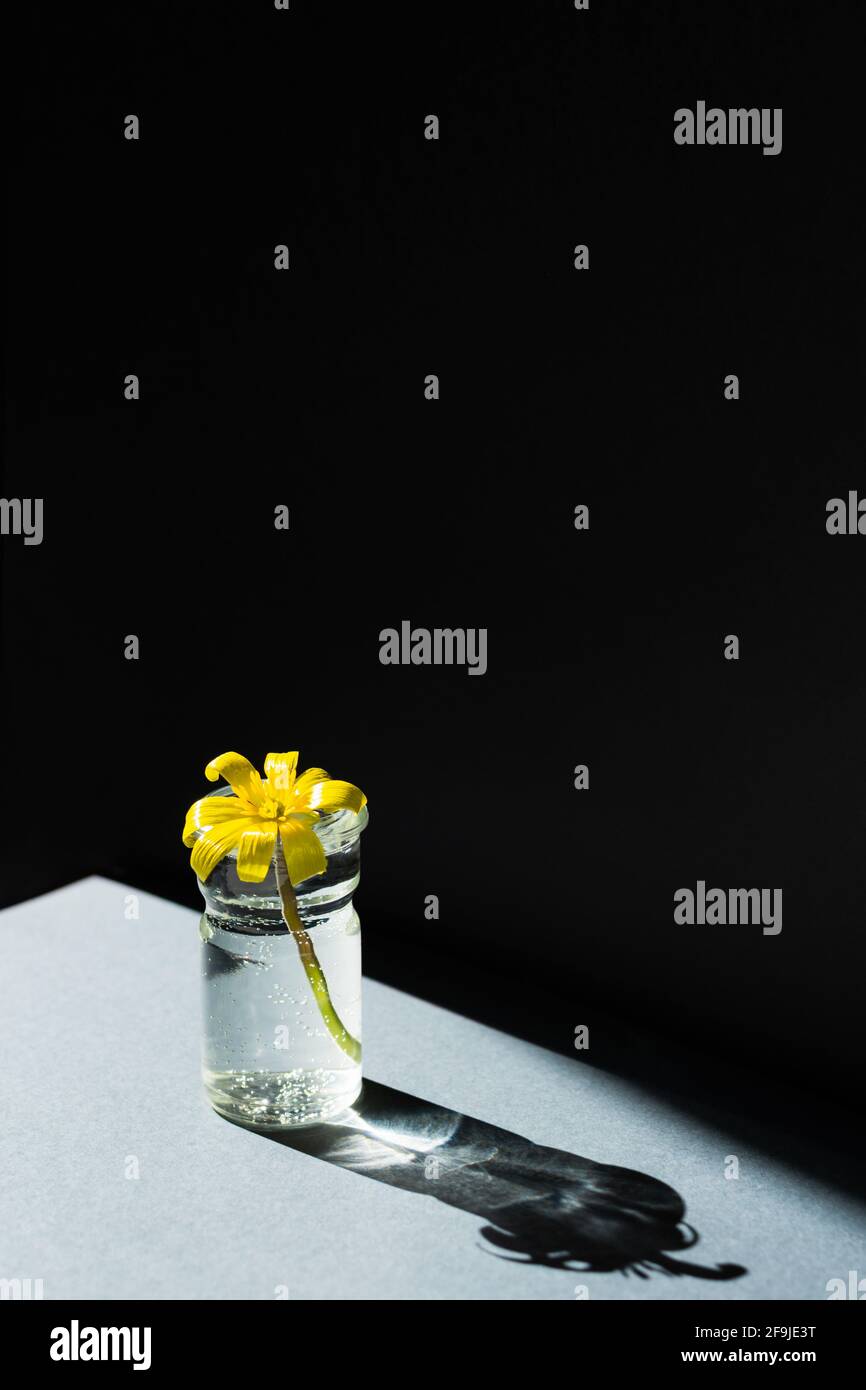 Vase de fleur minimalisme. Fleur jaune sur fond gris-noir. Motif graphique conceptuel du ressort. Composition verticale en plein soleil. Être Banque D'Images