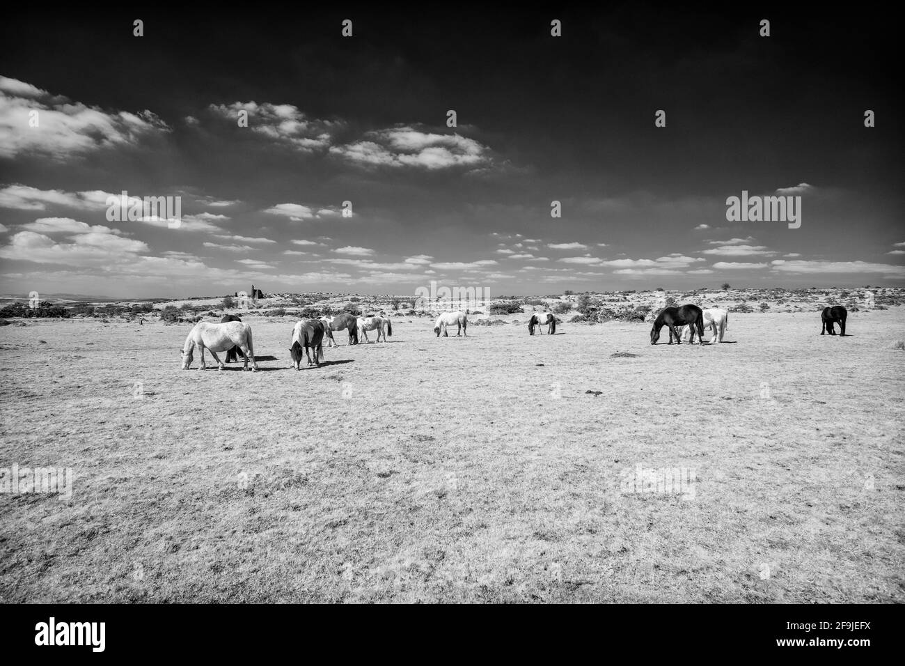 Chevaux sauvages sur la lande de Bodmin dans l'infrarouge cornwall angleterre royaume-uni Banque D'Images