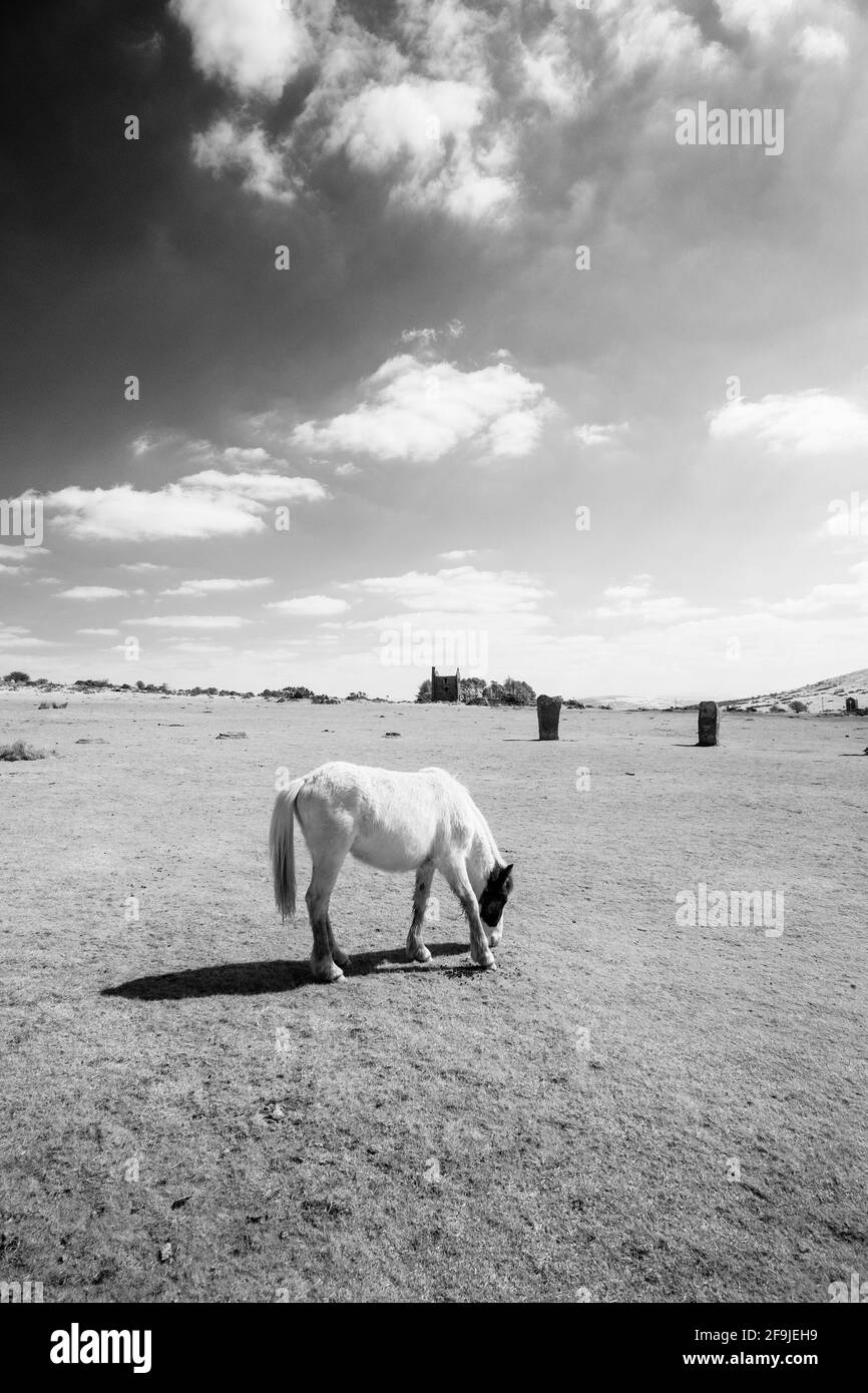 Chevaux sauvages sur la lande de Bodmin dans l'infrarouge cornwall angleterre royaume-uni Banque D'Images