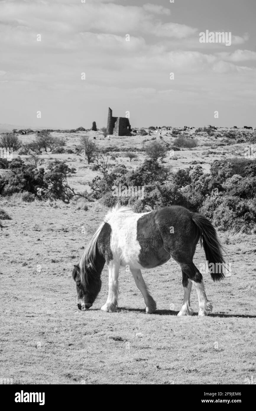Chevaux sauvages sur la lande de Bodmin dans l'infrarouge cornwall angleterre royaume-uni Banque D'Images