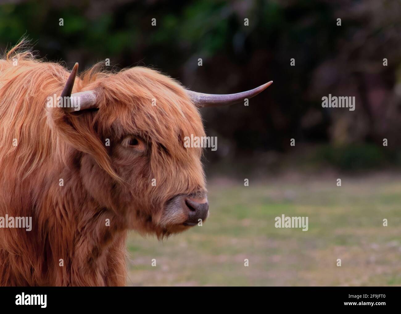 foyer sélectif de la tête et des épaules d'une vache de montagne Magnifique arrière-plan foncé avec une couche rouge pour faciliter la copie Banque D'Images