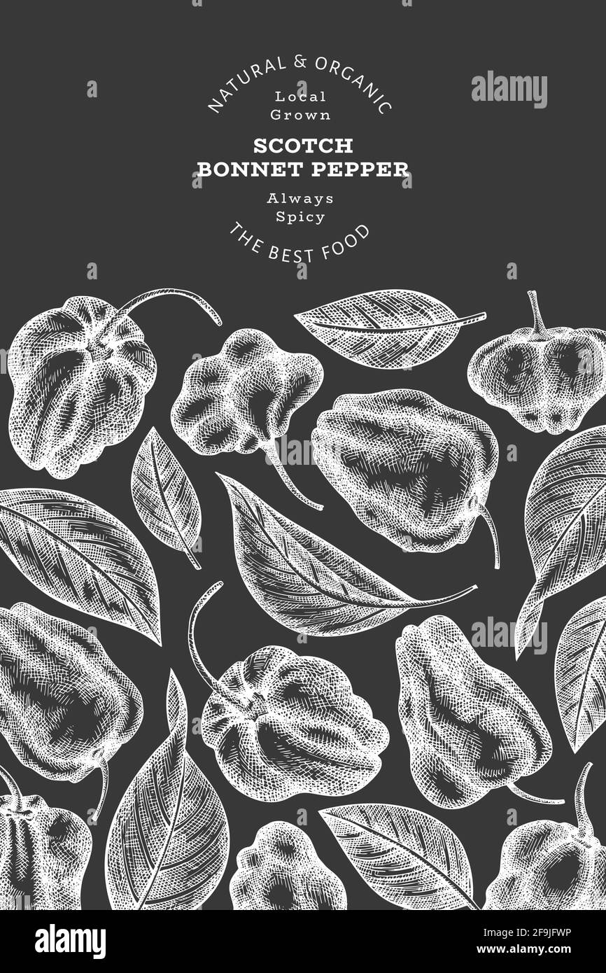 Banderole au poivre de capot, forme d'esquisse dessinée à la main. Illustration vectorielle de légumes frais biologiques sur tableau à craie. Modèle rétro au poivre de Cayenne Illustration de Vecteur