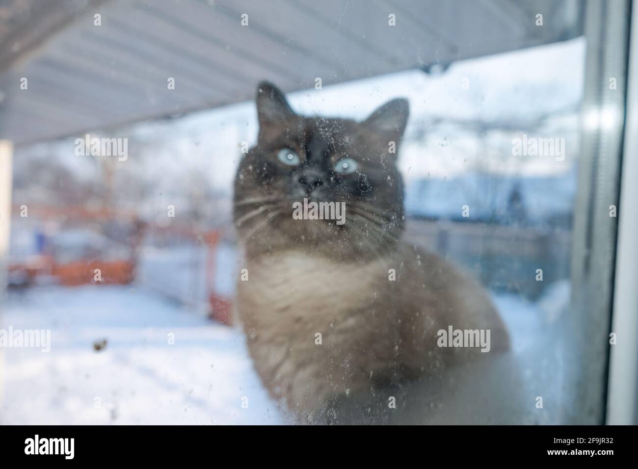 Hiver glacial. Cat Outdoor regarde par la fenêtre. Chat siamois. Oreilles et yeux drôles. Motif d'arrière-plan pour la conception. Banque D'Images