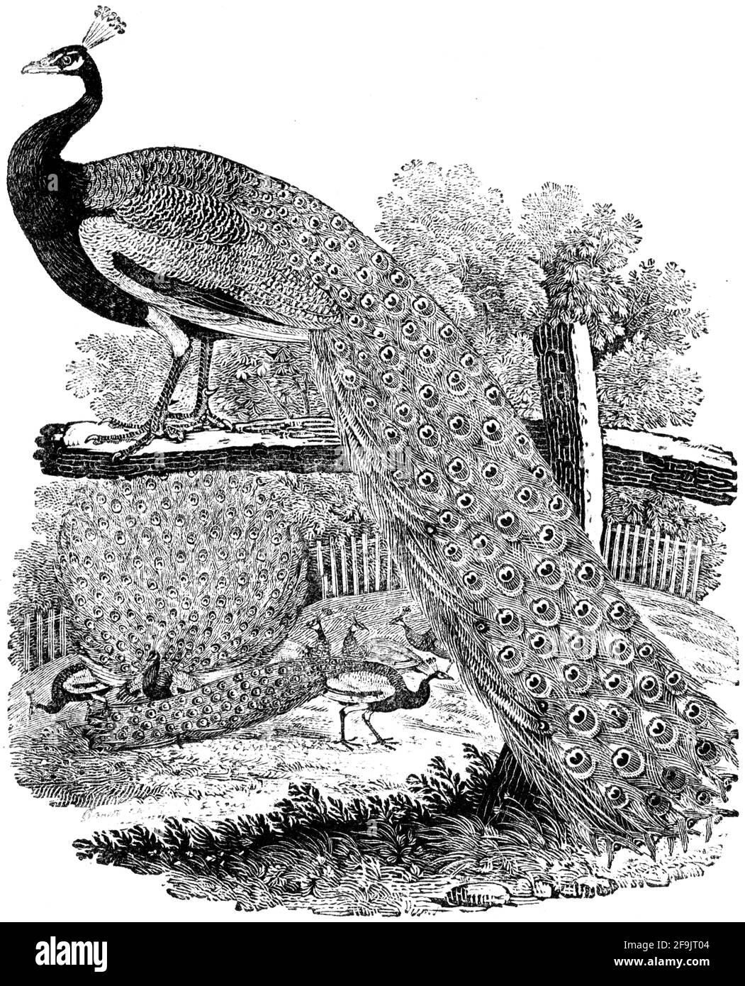 Un oiseau gravé par Thomas Bewick de l'histoire des oiseaux britanniques Banque D'Images