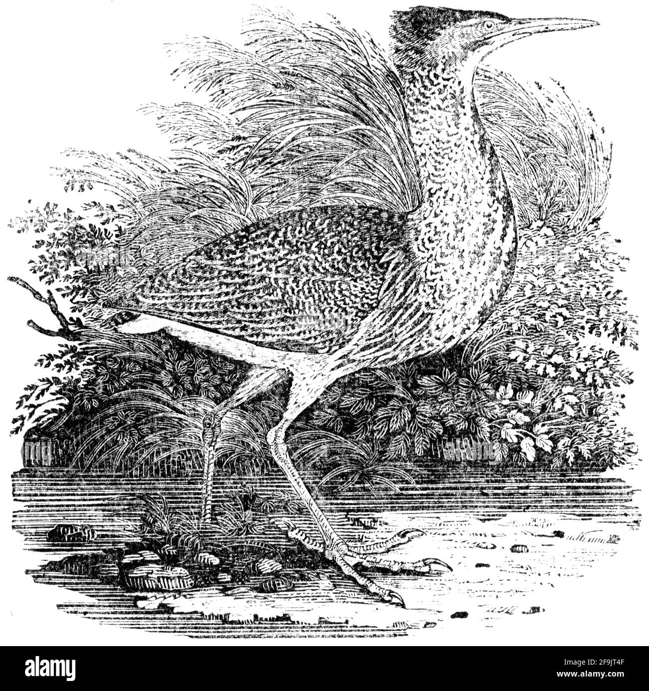 Un oiseau gravé par Thomas Bewick de l'histoire des oiseaux britanniques Banque D'Images